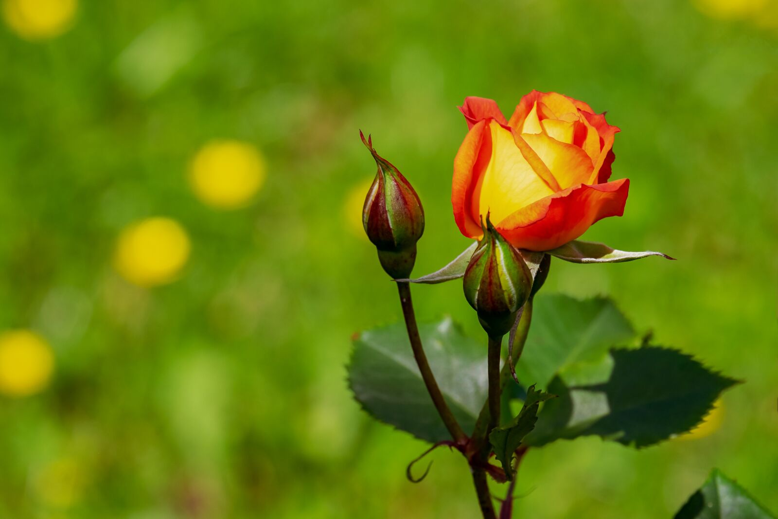 Fujifilm XF 55-200mm F3.5-4.8 R LM OIS sample photo. Rose, blossom, bloom photography