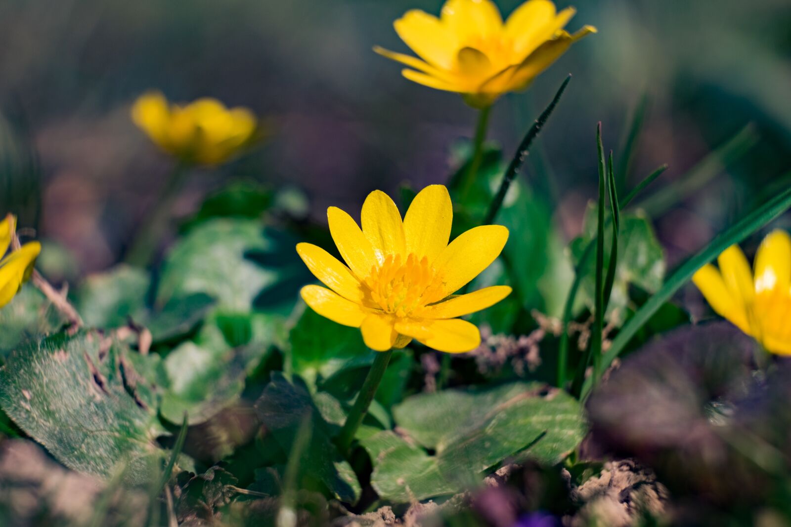 Fujifilm XF 55-200mm F3.5-4.8 R LM OIS sample photo. Ziarnopłon, spring, flower photography