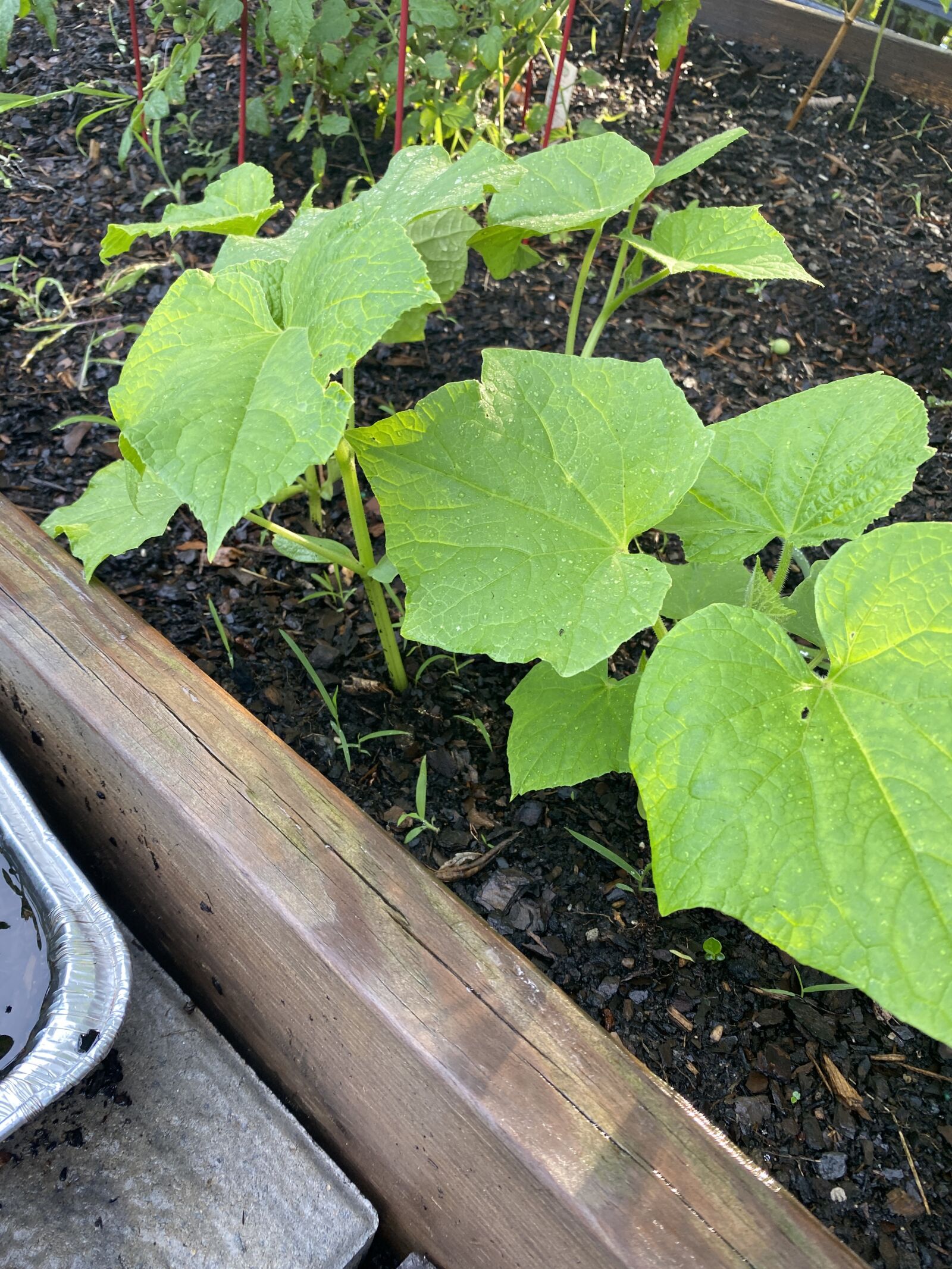 Apple iPhone 11 sample photo. Plant, lettuce, salad photography