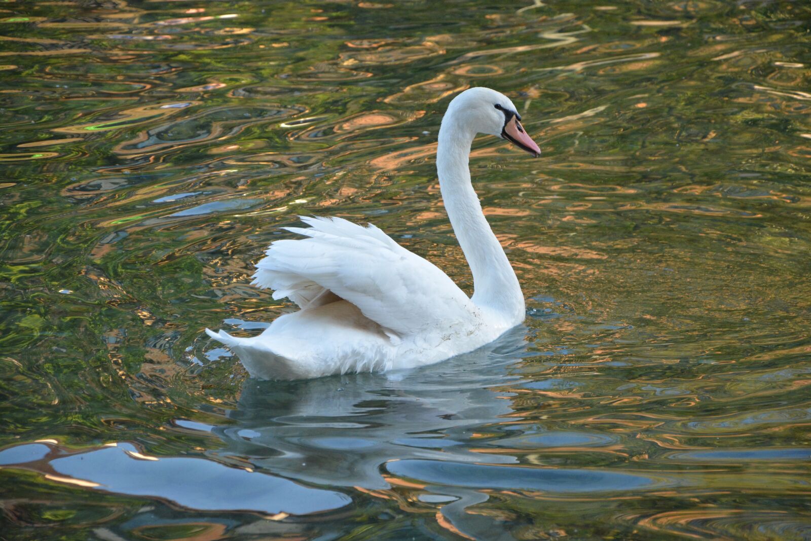 Nikon D5200 sample photo. Swan, white, majestic photography