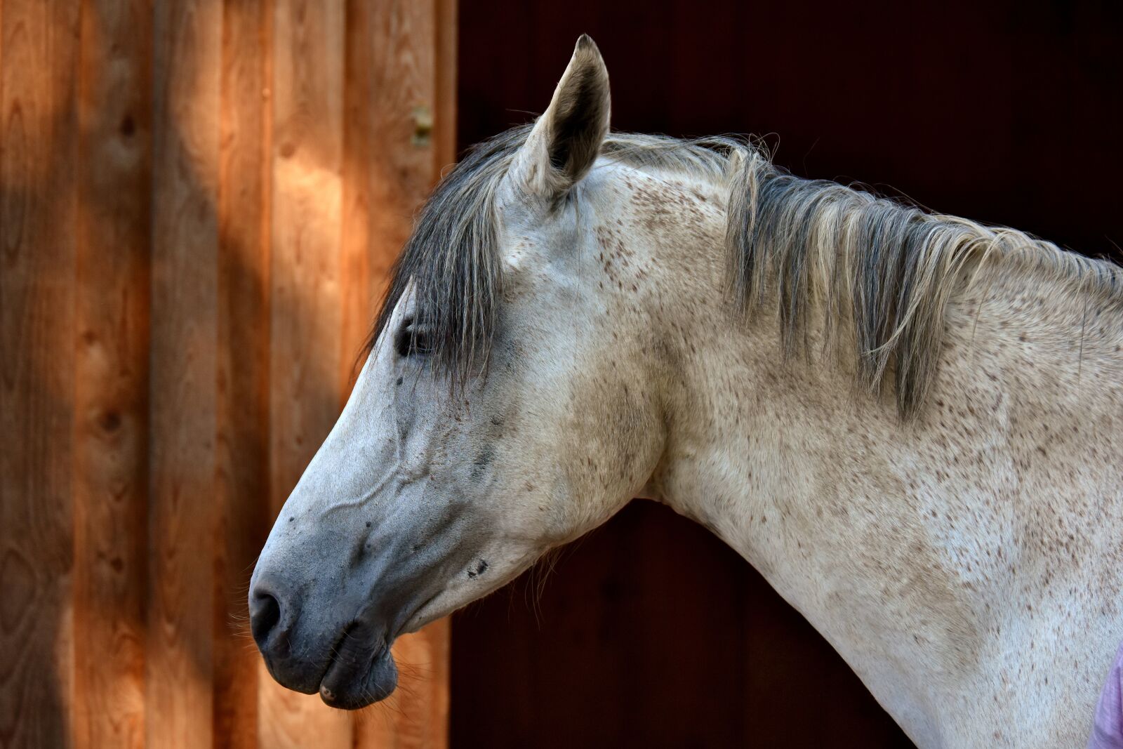 Nikon D7200 sample photo. Horse, mold, reiterhof photography