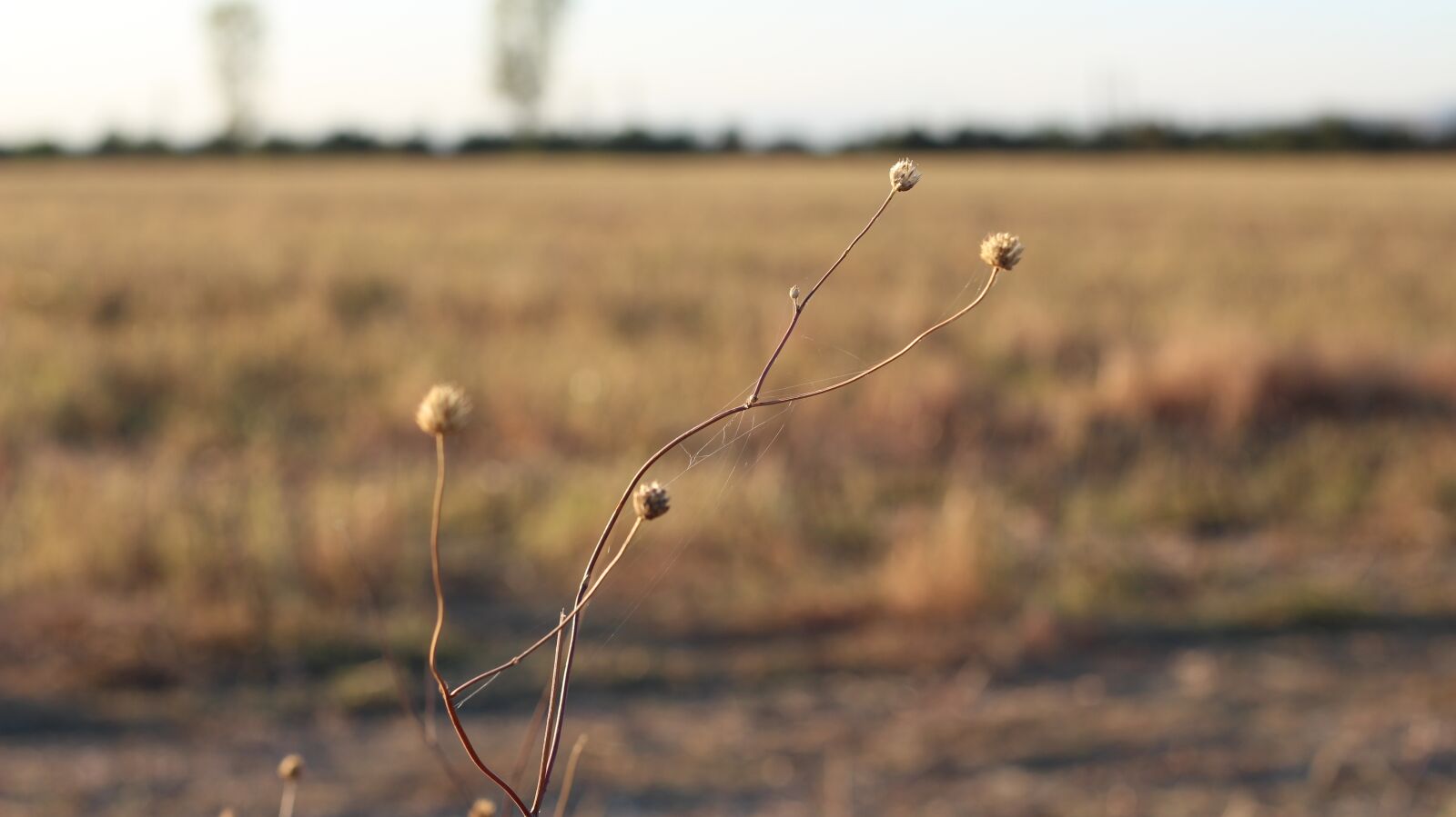 Canon EF 50mm F1.8 STM sample photo. Single, unique, home photography