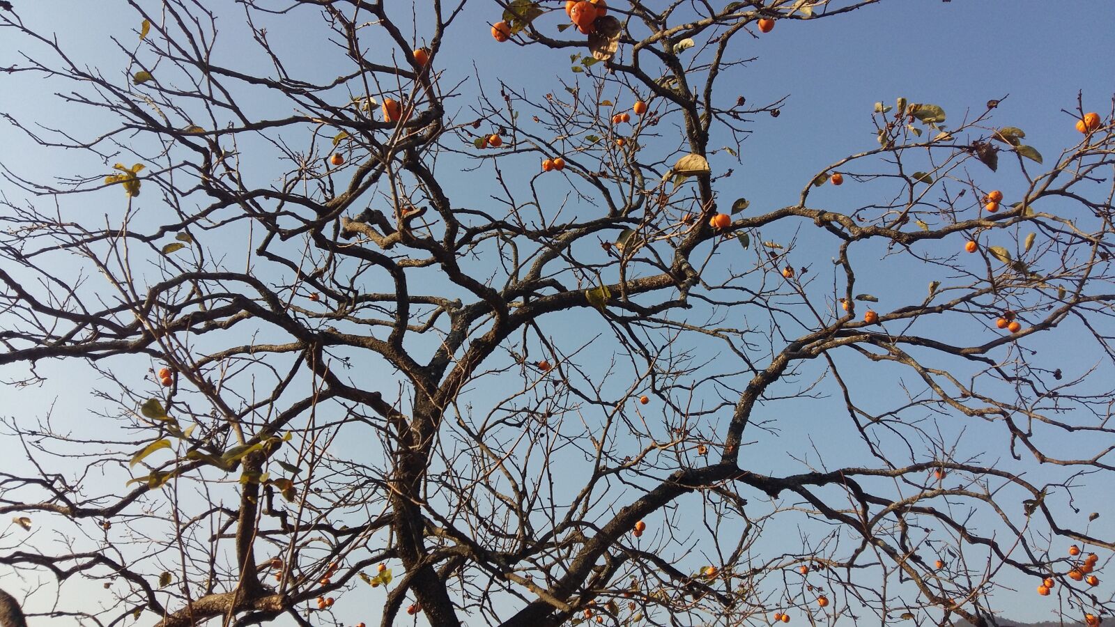 Samsung Galaxy A5 sample photo. Wood, leaves, autumn photography