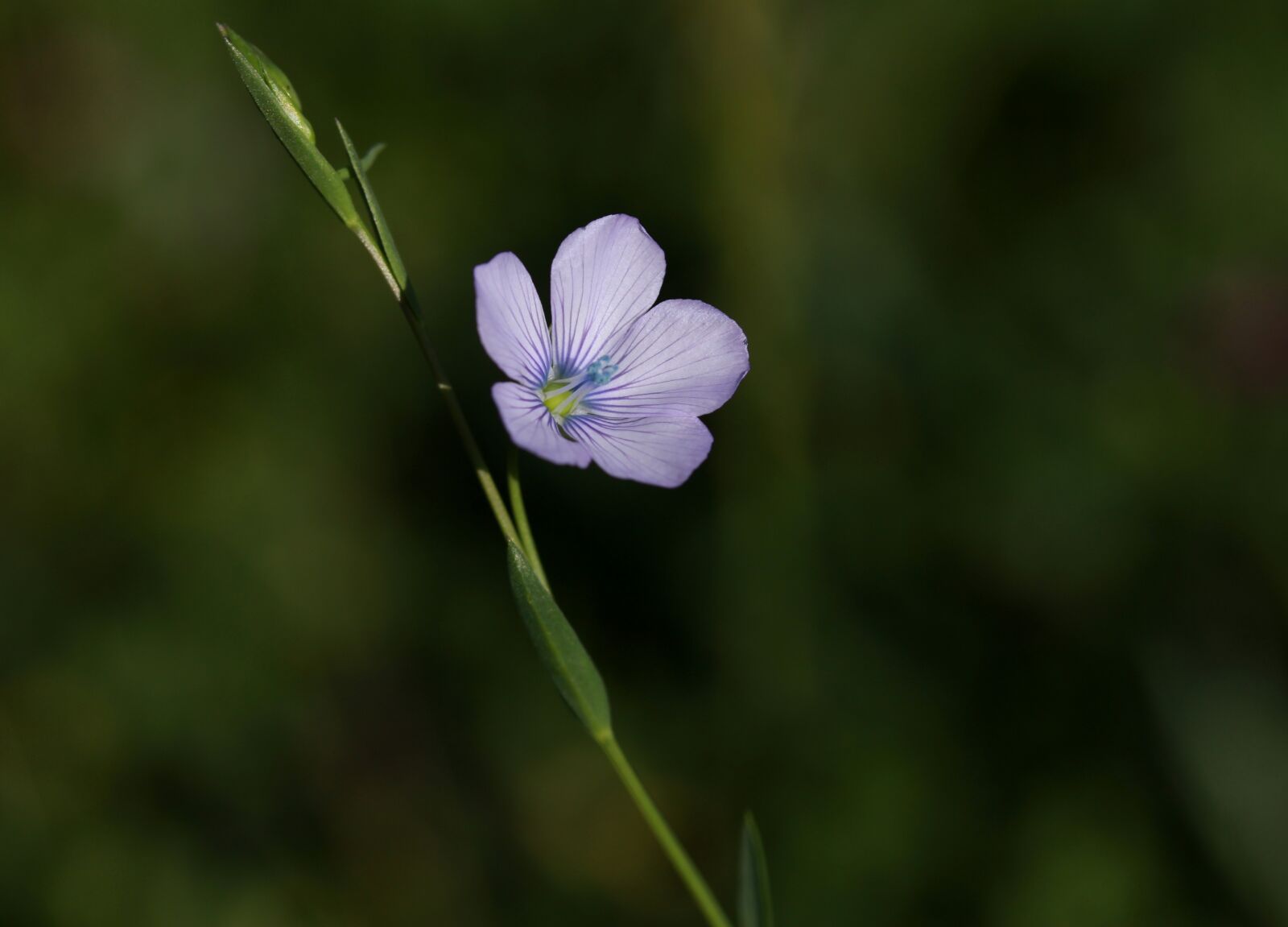 Canon EF-S 60mm F2.8 Macro USM sample photo. Flower, blue, wild photography