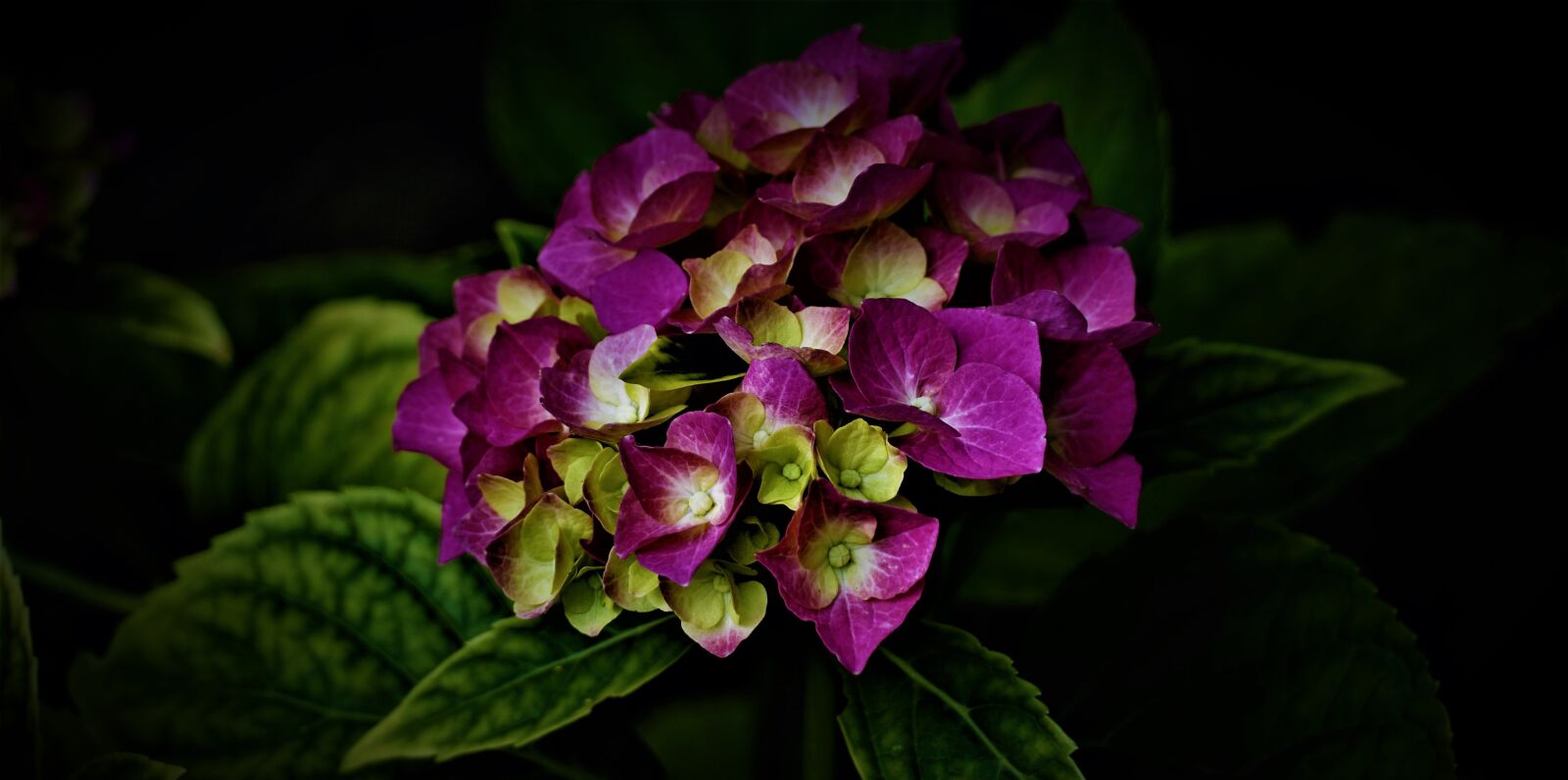 Sony E 70-350mm F4.5-6.3 G OSS sample photo. Darkness, night, summer photography