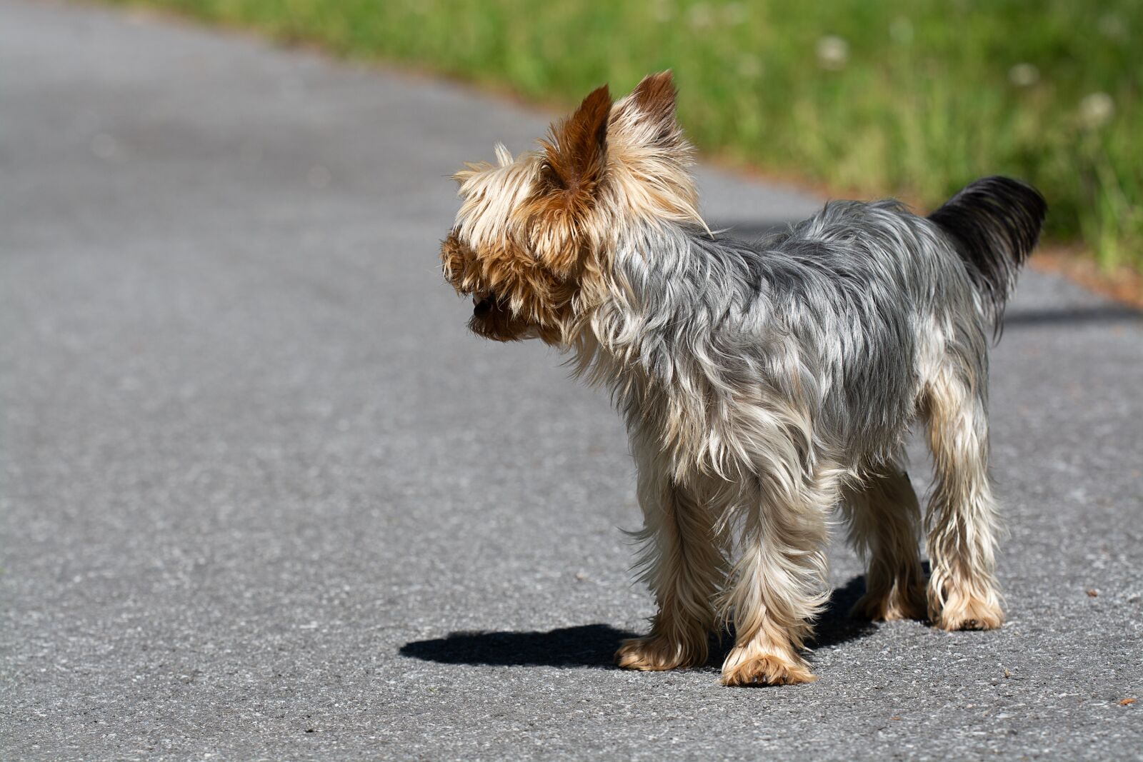 Nikon D7100 sample photo. Dog, small, small dog photography