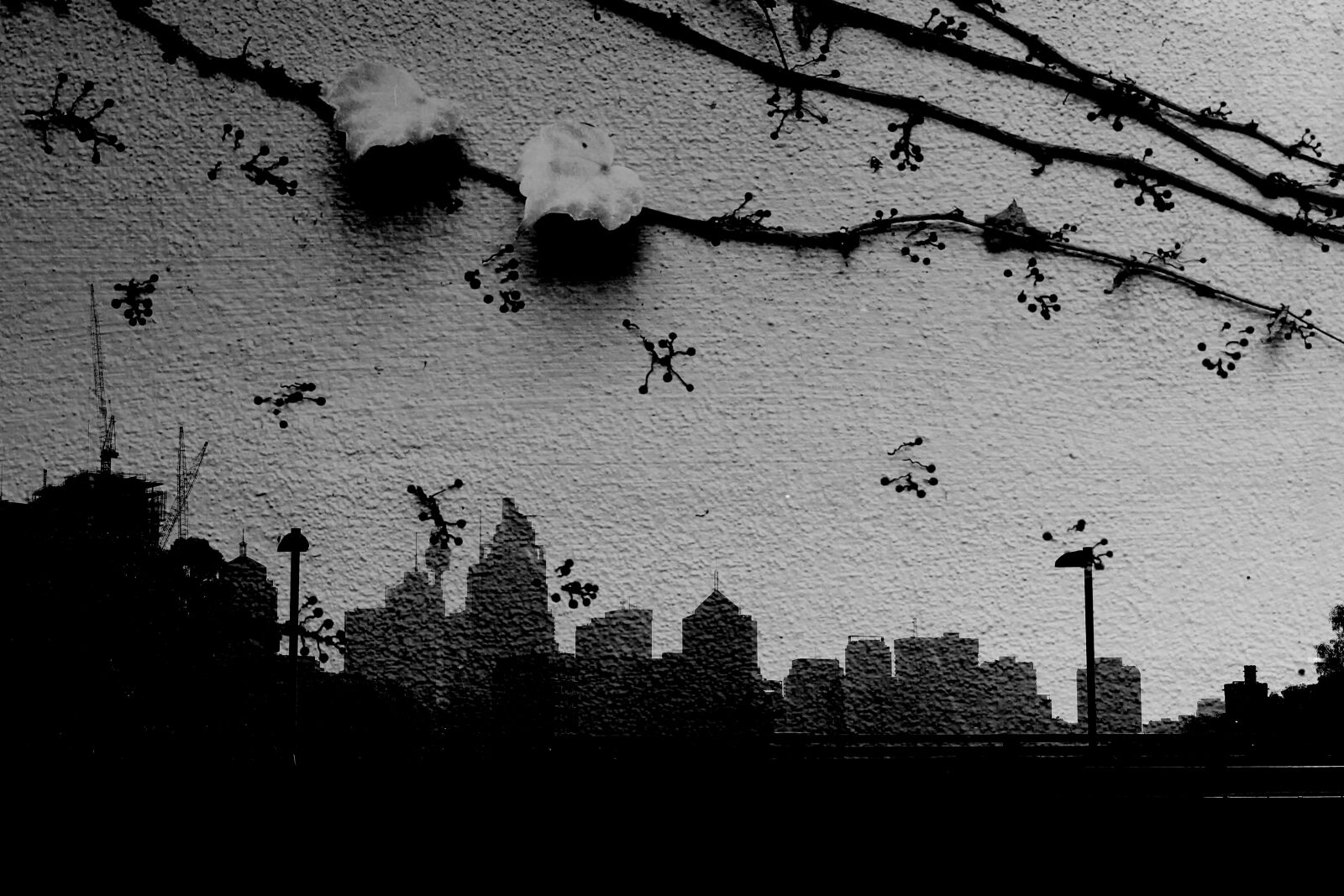 Canon EOS 650D (EOS Rebel T4i / EOS Kiss X6i) sample photo. Double exposure, sydney, ivy photography