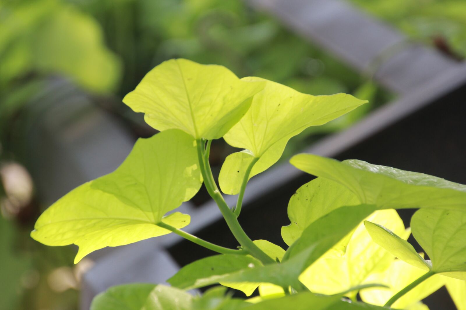 Canon EOS 60D sample photo. Flower, grass, leaf photography
