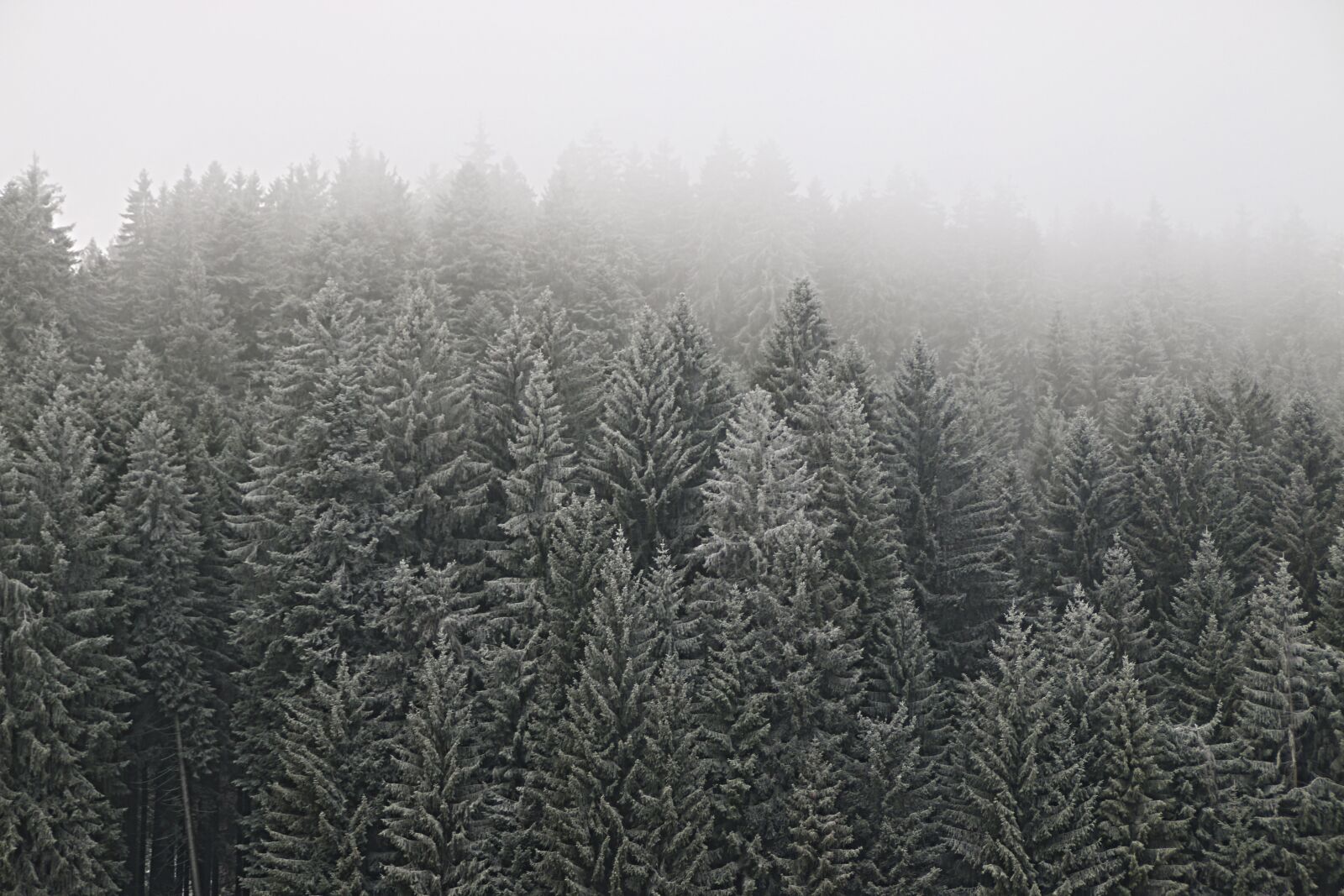 Canon EOS 70D sample photo. Winter, forest, wintry photography