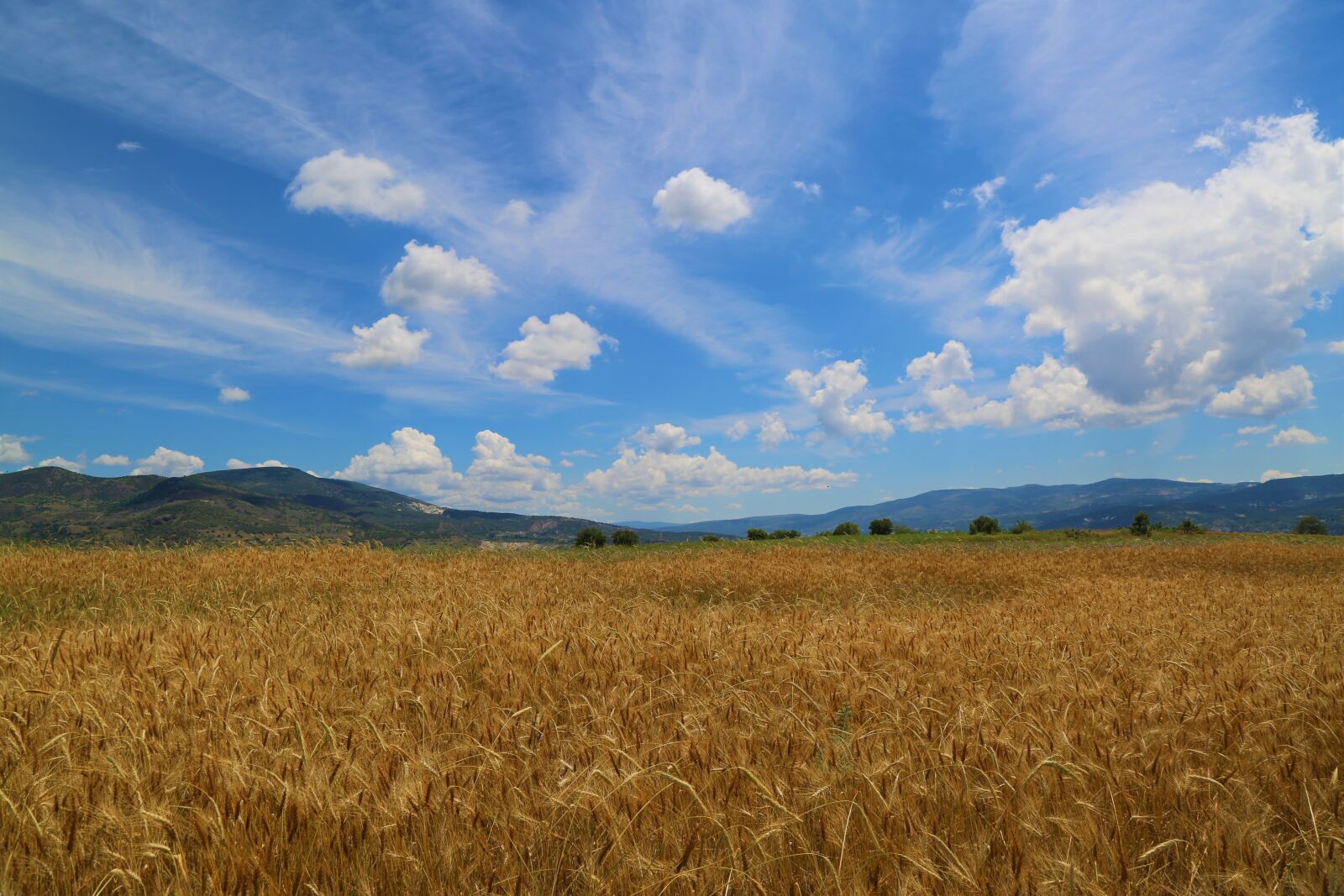 Canon EF 24-105mm F4L IS USM sample photo. Wheat, grain, field photography
