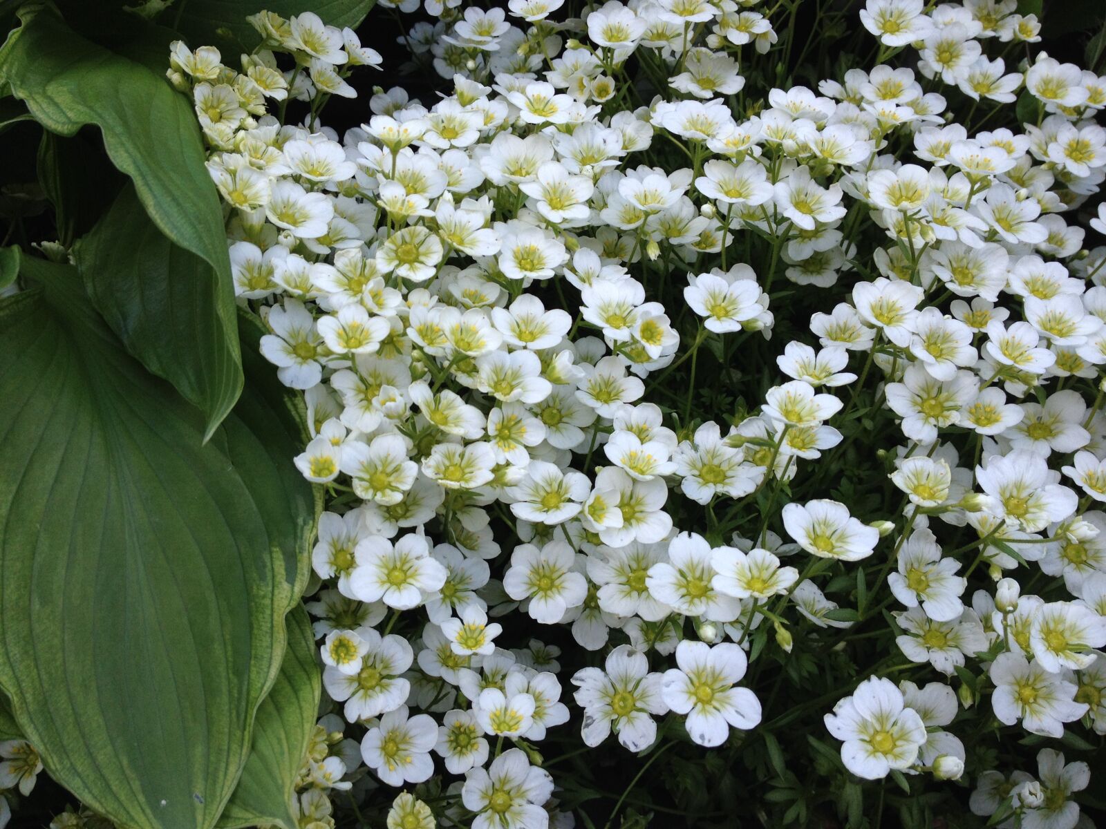 iPhone 4S back camera 4.28mm f/2.4 sample photo. Nature, flowers, plant photography