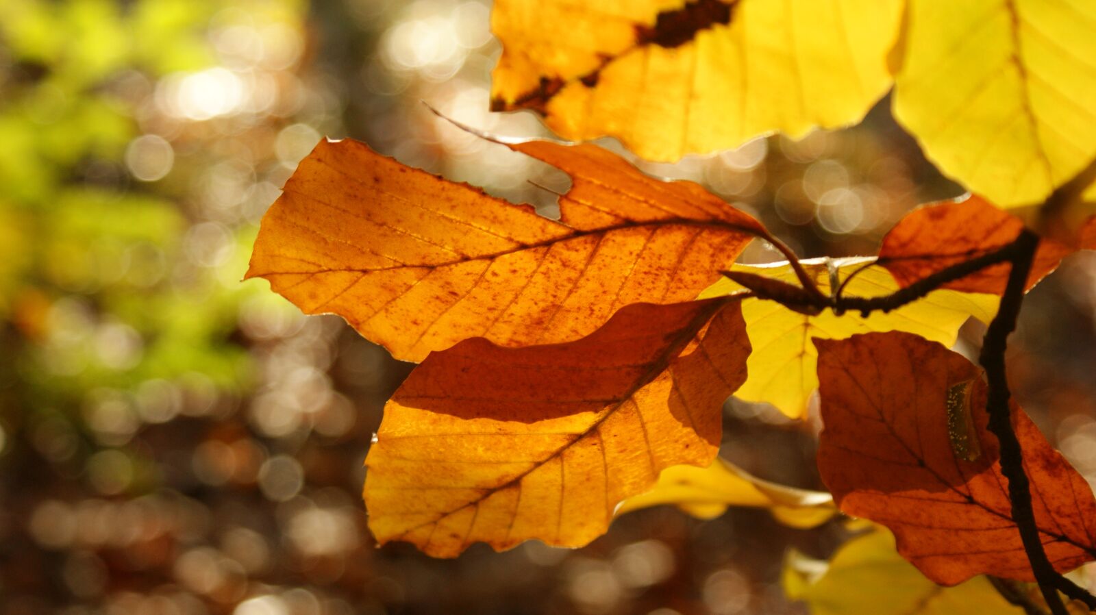 Sony Alpha DSLR-A350 sample photo. Autumn, leaves, forest photography