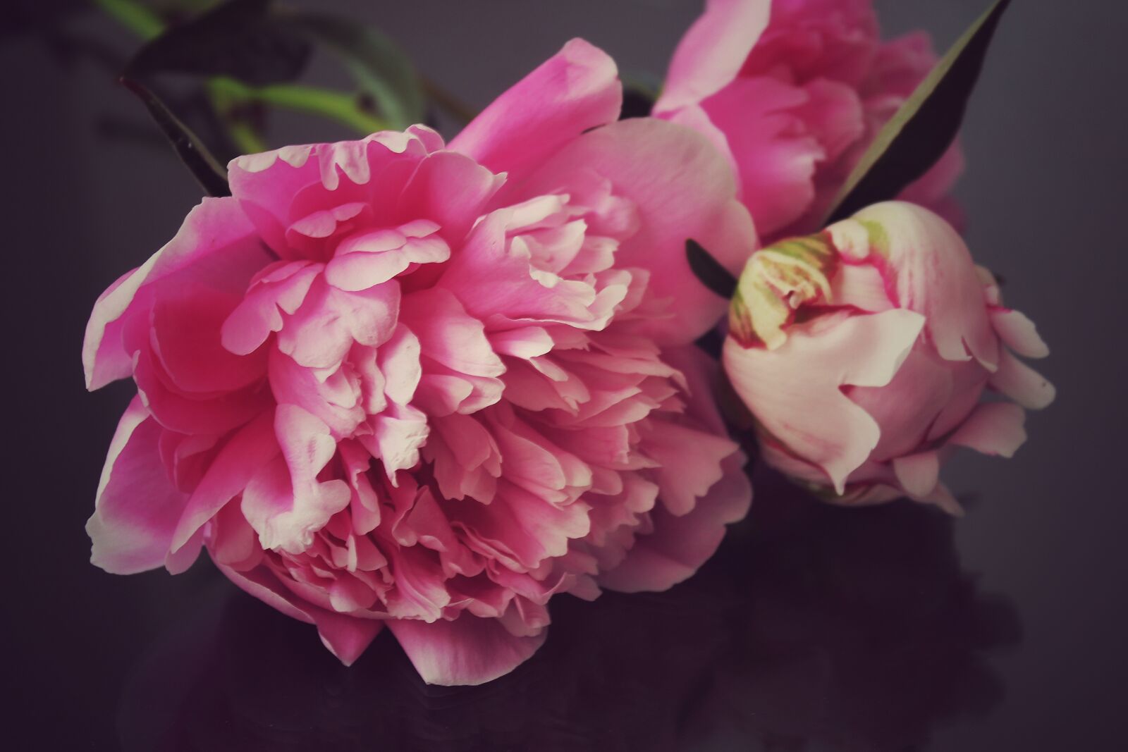 Canon EOS 1300D (EOS Rebel T6 / EOS Kiss X80) sample photo. Peony, peony bouquet, flowers photography