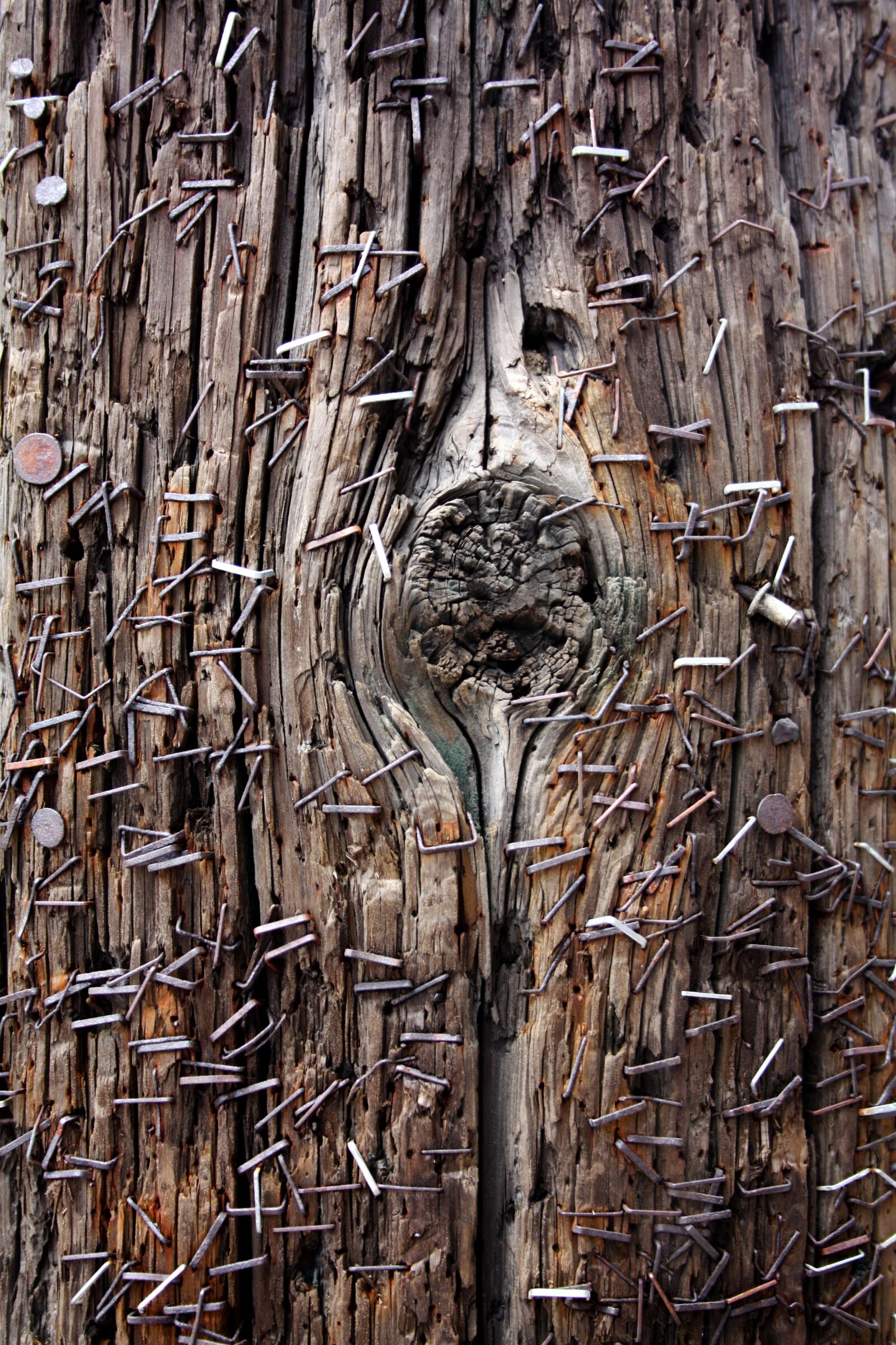 Canon EOS 450D (EOS Rebel XSi / EOS Kiss X2) sample photo. Telephone pole, staples, grunge photography