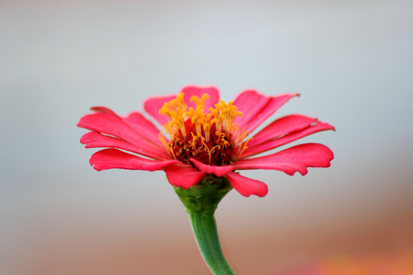 Canon EOS 600D (Rebel EOS T3i / EOS Kiss X5) sample photo. Flower, pink, petals photography