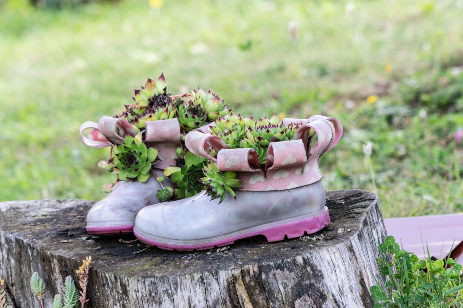 Nikon D3300 sample photo. Boots, succulents, flower pot photography