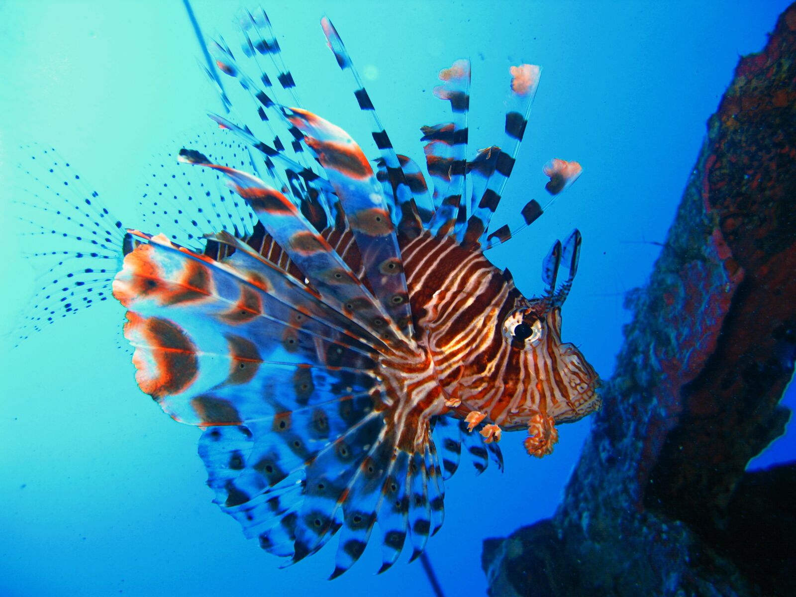 Canon POWERSHOT G9 sample photo. Red sea, undersea world photography