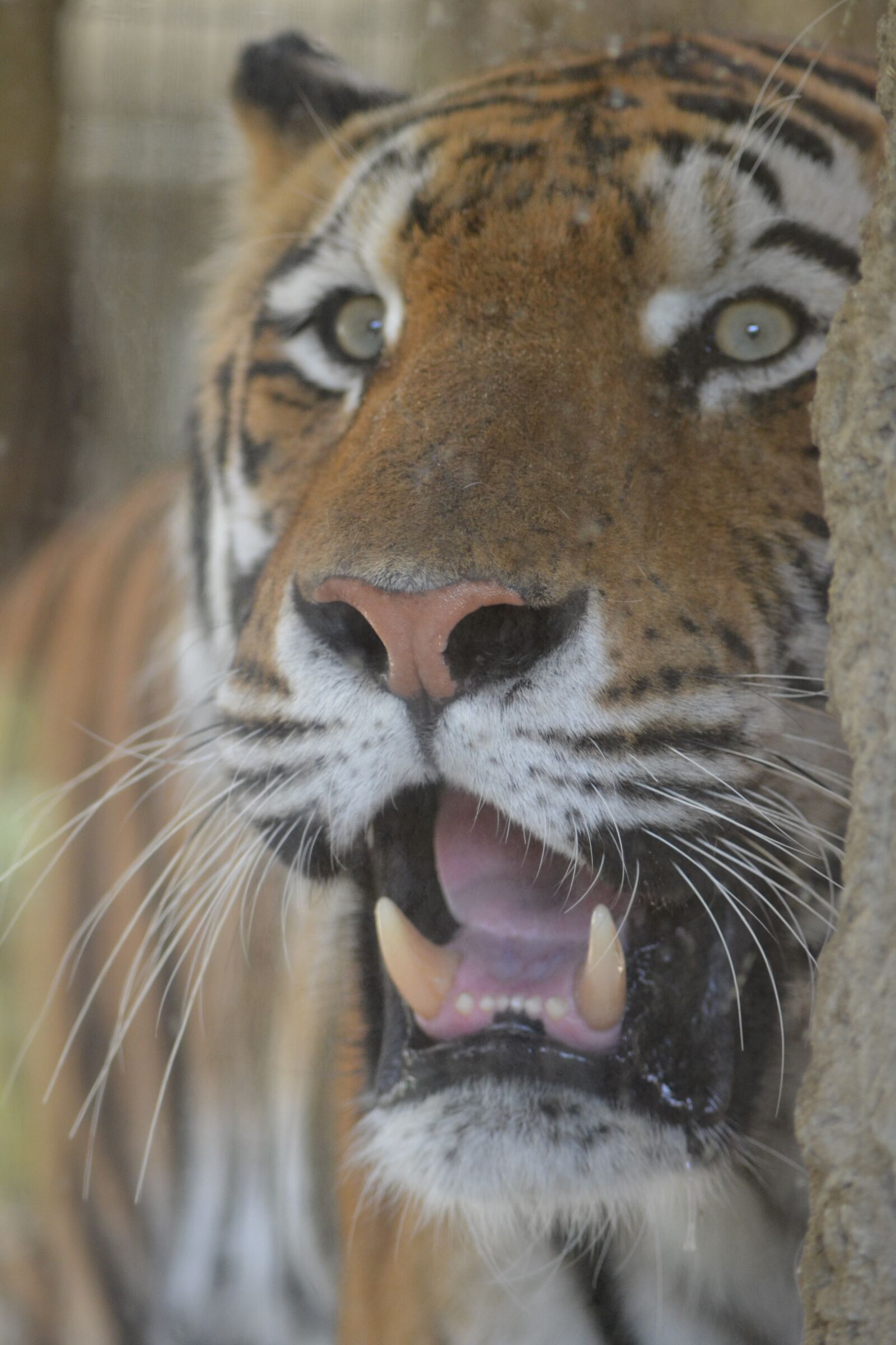 Nikon D3100 sample photo. Tiger, zoo, big cat photography