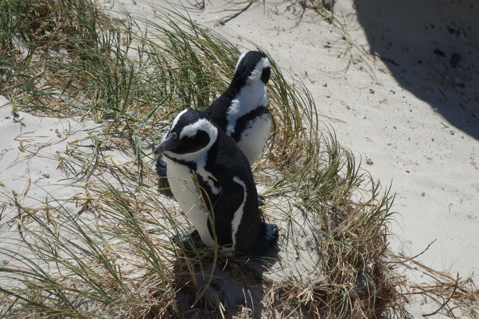 Sony Cyber-shot DSC-RX100 sample photo. Penguin, south africa, colony photography