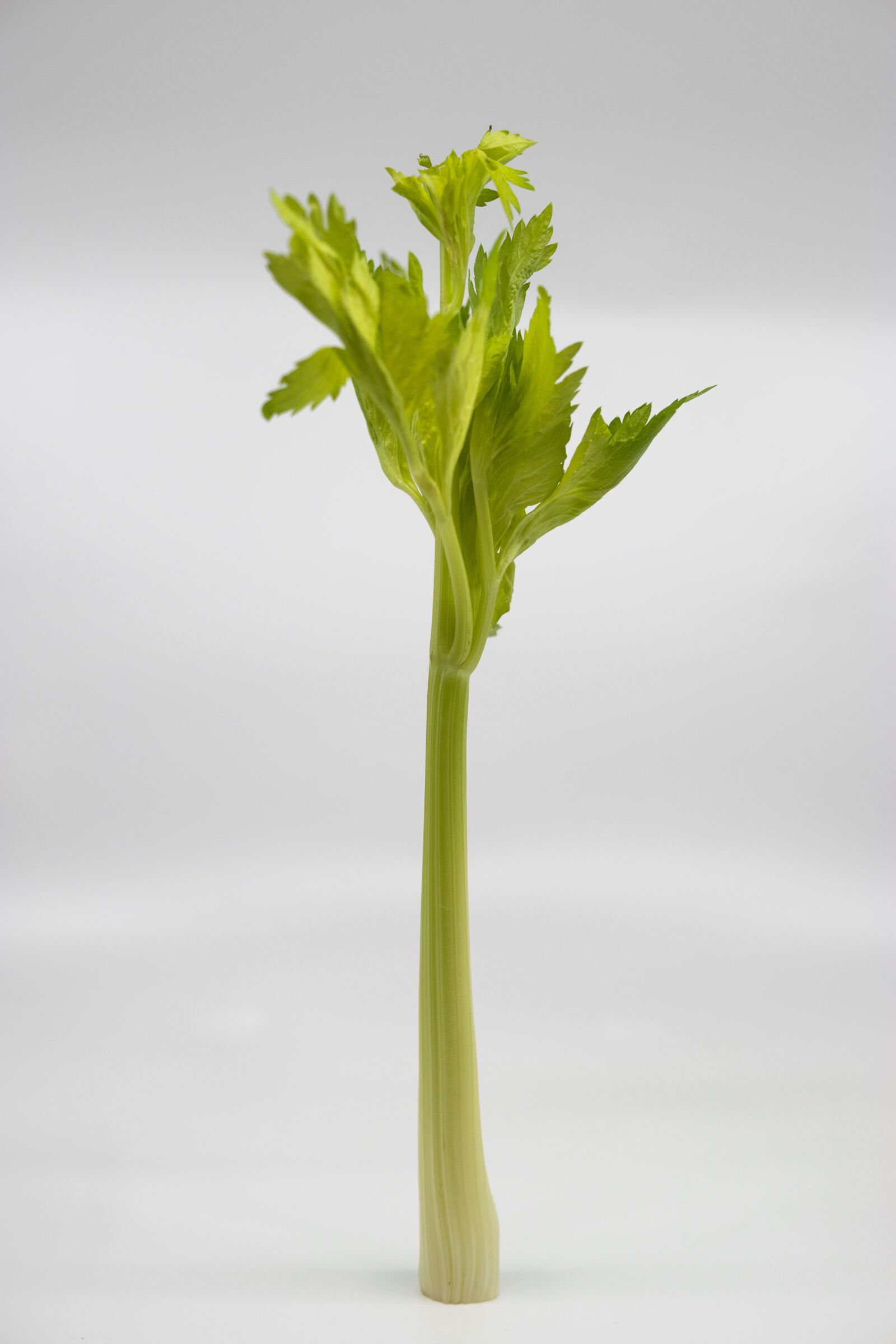 Sony a99 II sample photo. Celery, stalk, vegetable photography