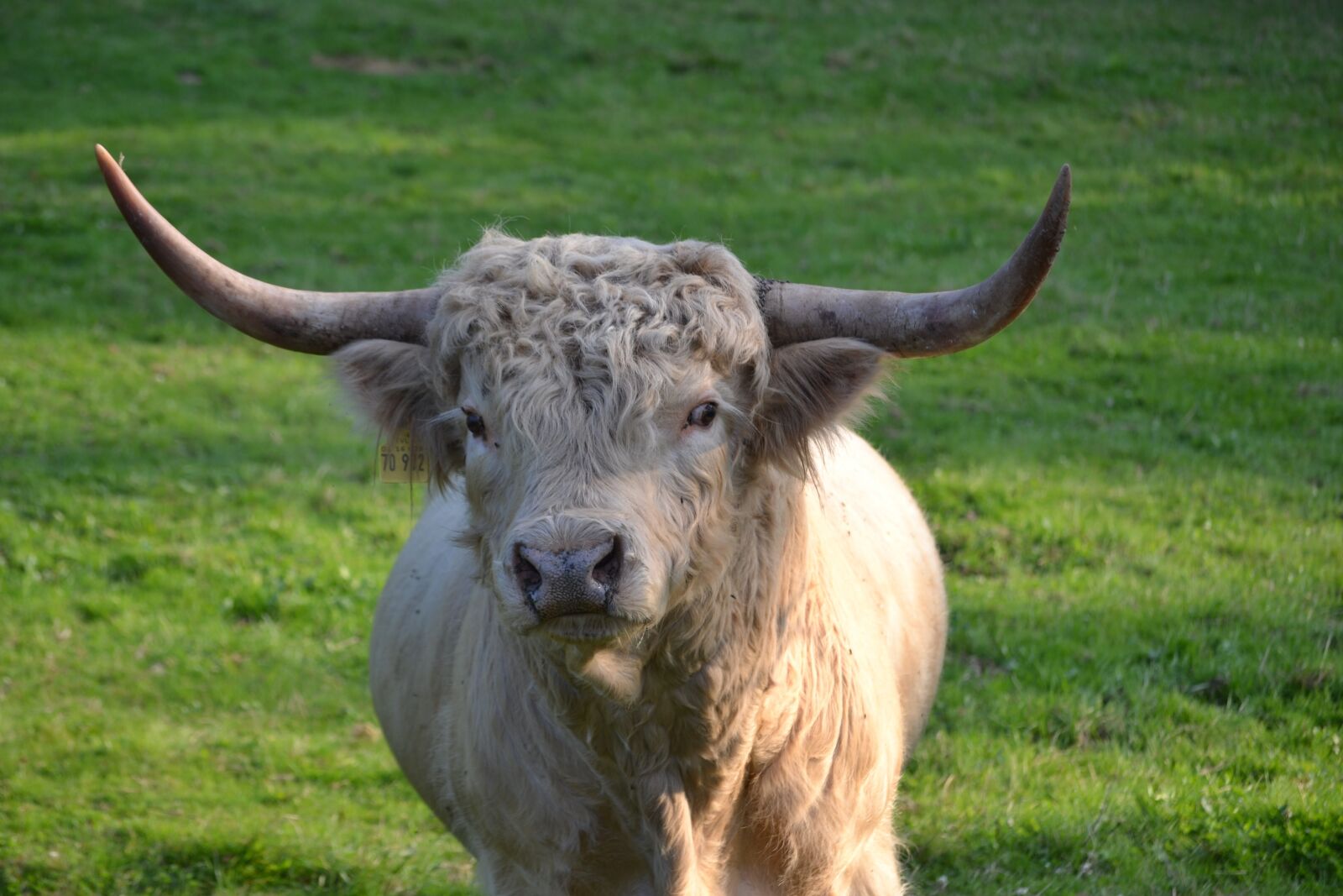 Nikon D3100 sample photo. Highland beef, pasture, scottish photography