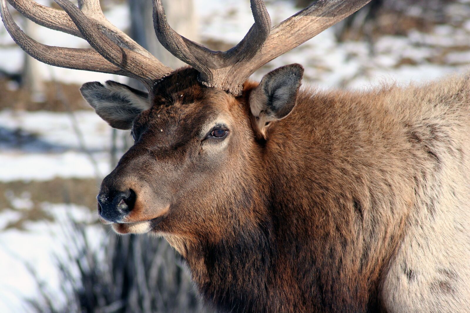 Canon EOS 350D (EOS Digital Rebel XT / EOS Kiss Digital N) sample photo. Elk, close, bull photography