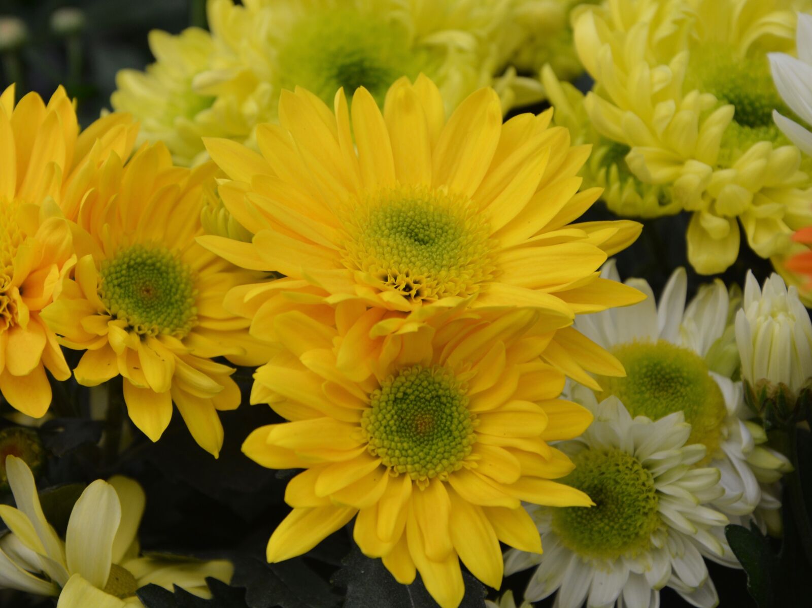Nikon D5200 sample photo. Yellow flowers, flower, flowers photography