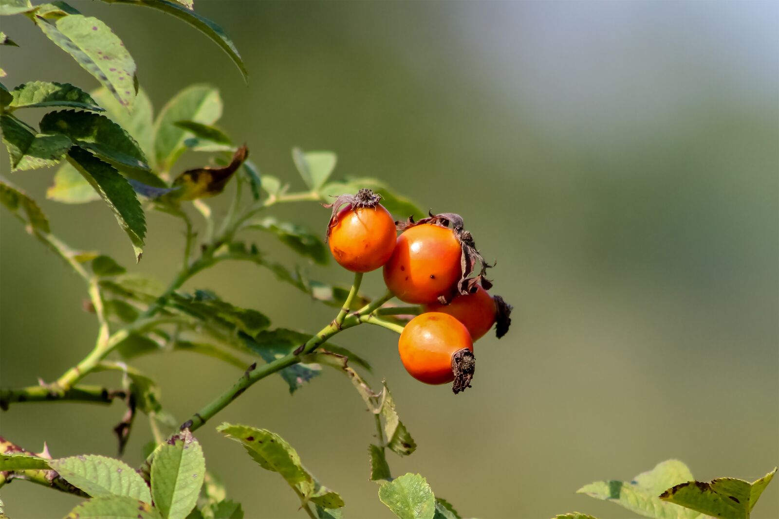 Canon EF75-300mm f/4-5.6 sample photo. Wildflower, rosehips, brian photography
