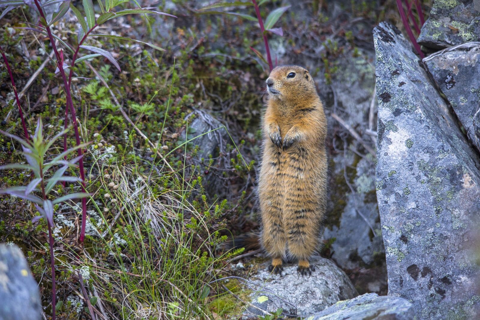 Canon EOS 5D Mark III sample photo. Squirrel, arctic, ground photography