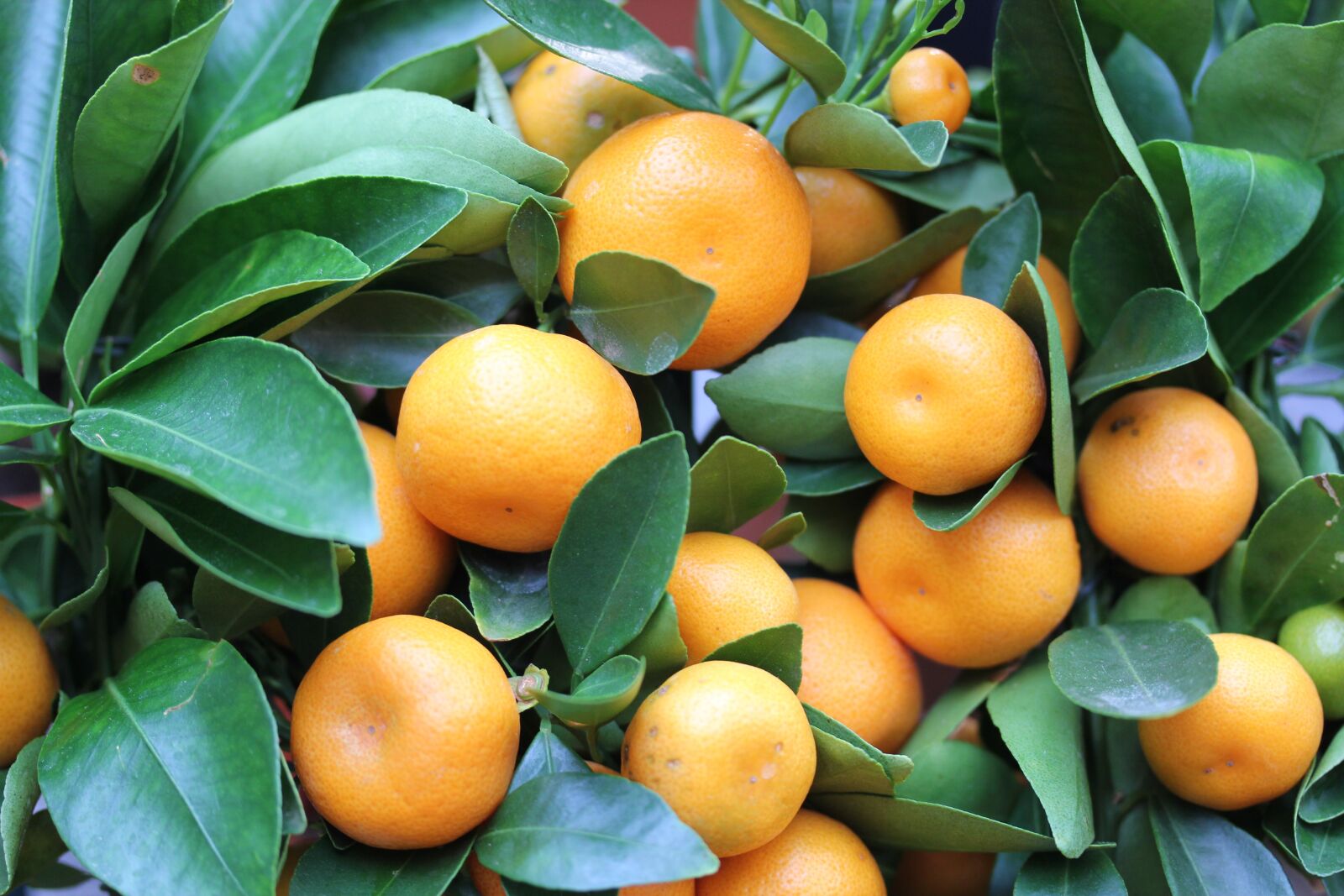 Canon EOS 550D (EOS Rebel T2i / EOS Kiss X4) sample photo. Oranges, miniature, plant photography