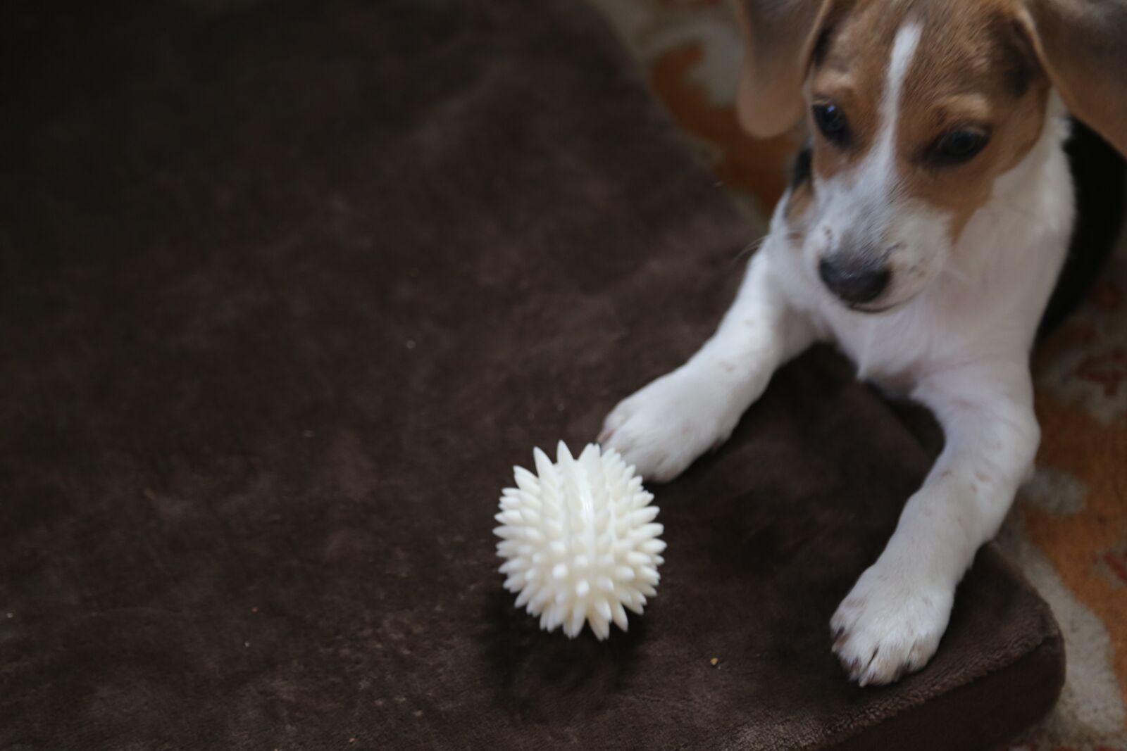 Canon EF 24-105mm F4L IS USM sample photo. Beagle, toy, chew photography