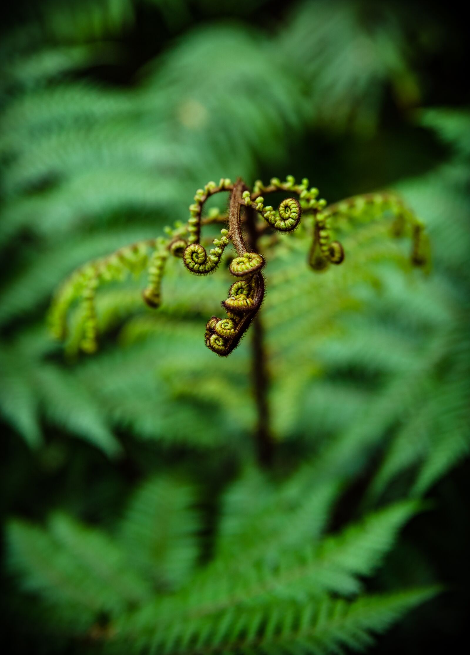 Canon EOS 6D Mark II sample photo. Ponga, fern, palm photography