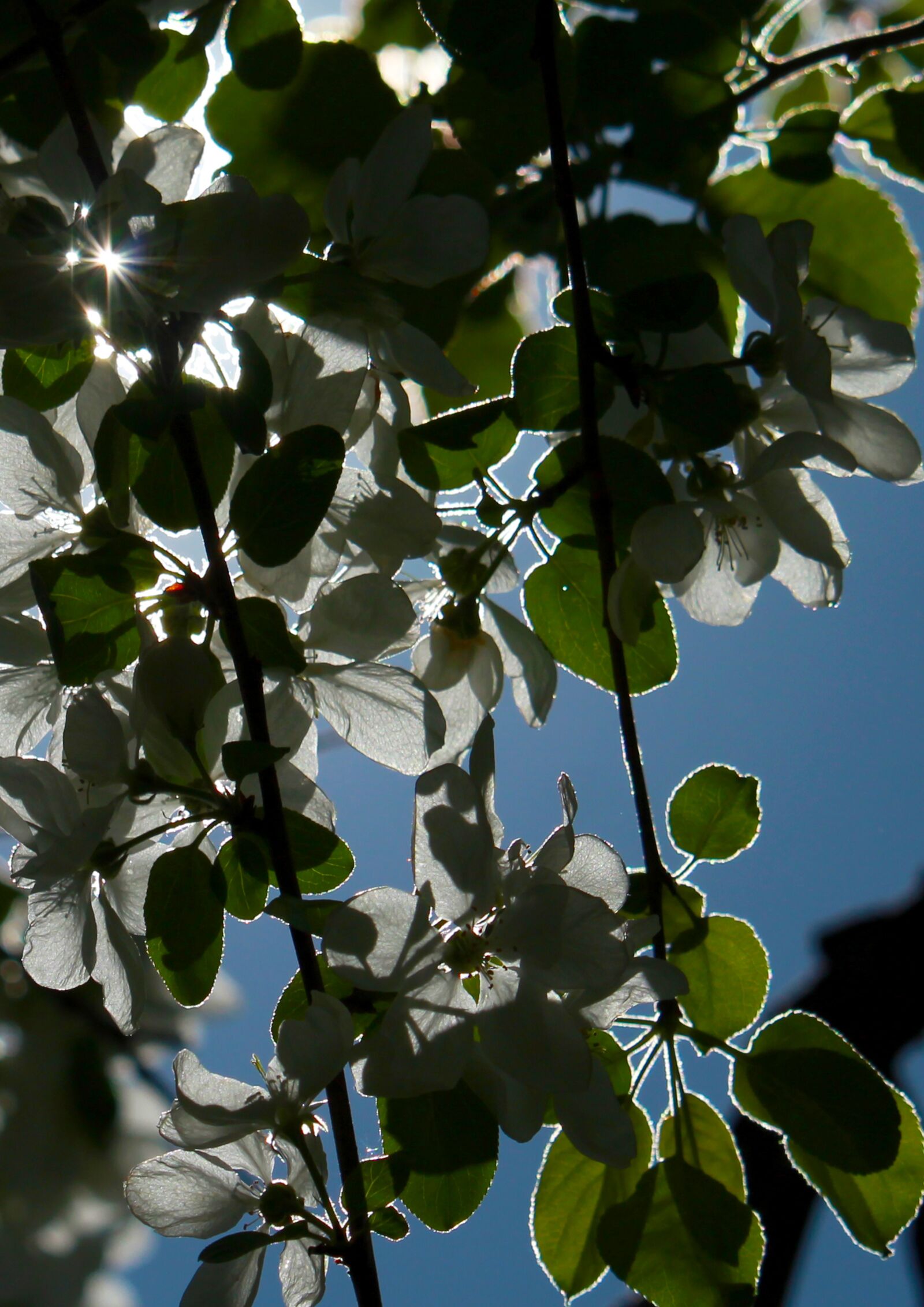 Canon EOS 1200D (EOS Rebel T5 / EOS Kiss X70 / EOS Hi) sample photo. Apple tree, flowers, spring photography