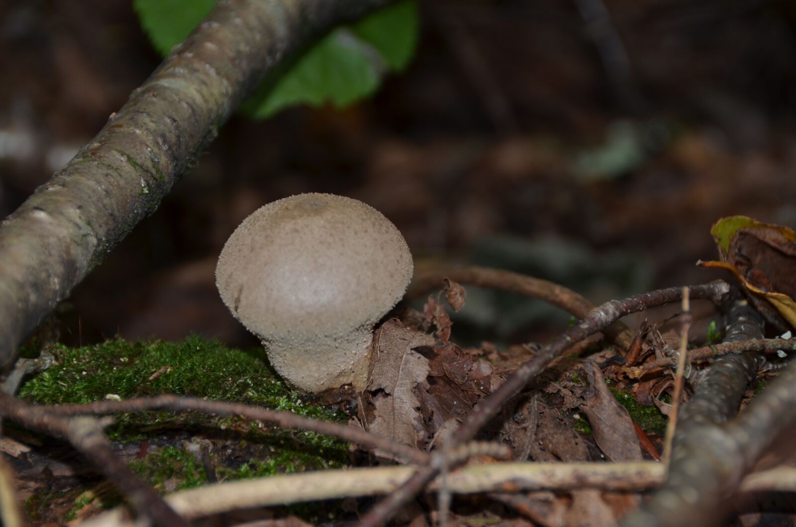 Nikon D5100 sample photo. Fungus, nature, forest photography