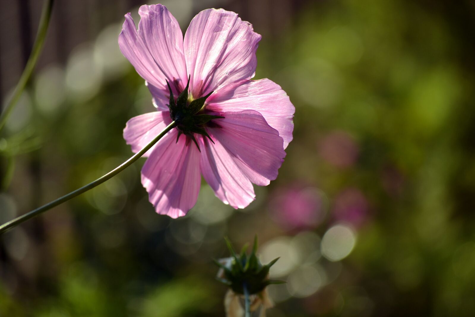 Nikon D3100 sample photo. Pink cosmos, wild flower photography