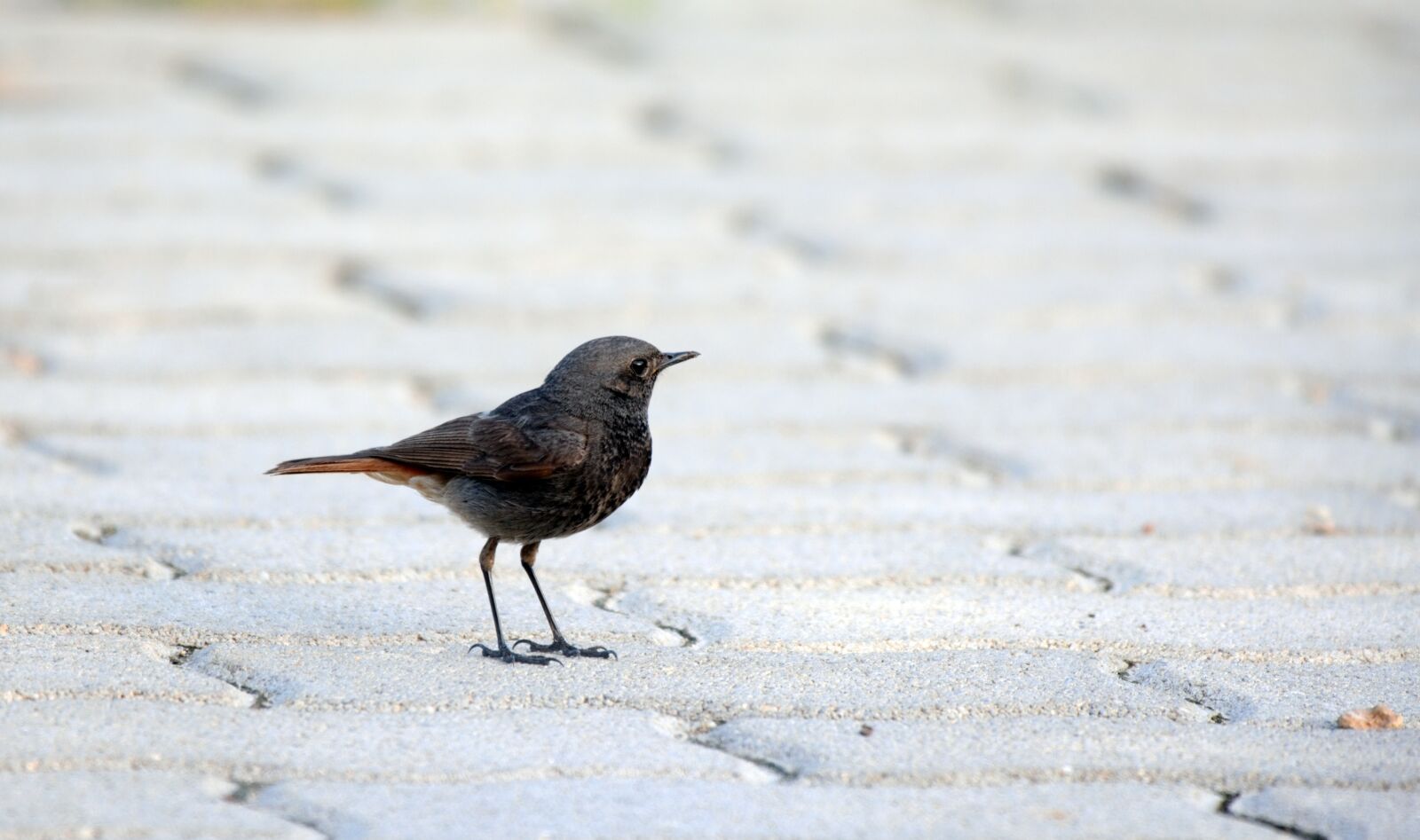 Nikon D5200 sample photo. Bird, redstart, nature photography