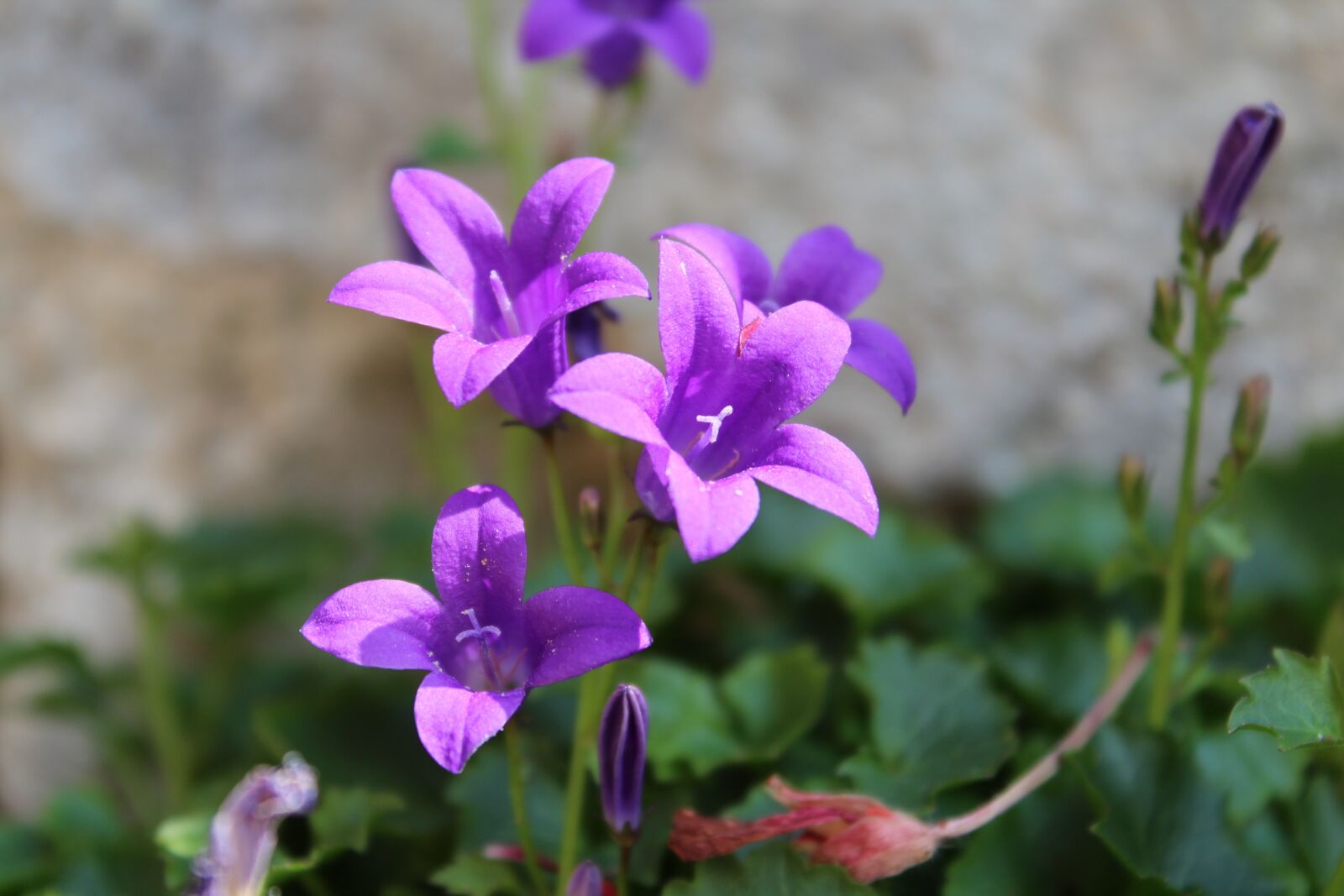 Canon EOS 1300D (EOS Rebel T6 / EOS Kiss X80) sample photo. Flowers, summer, nature photography
