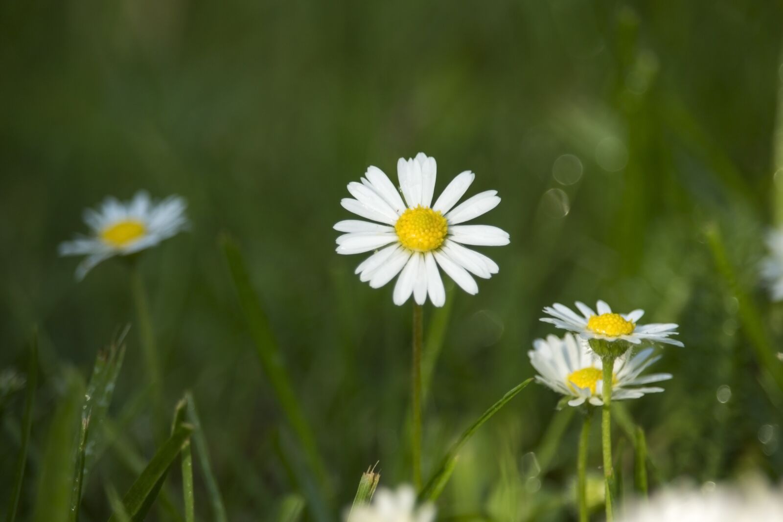 Canon EF-S 55-250mm F4-5.6 IS STM sample photo. Daisies, field, meadow photography