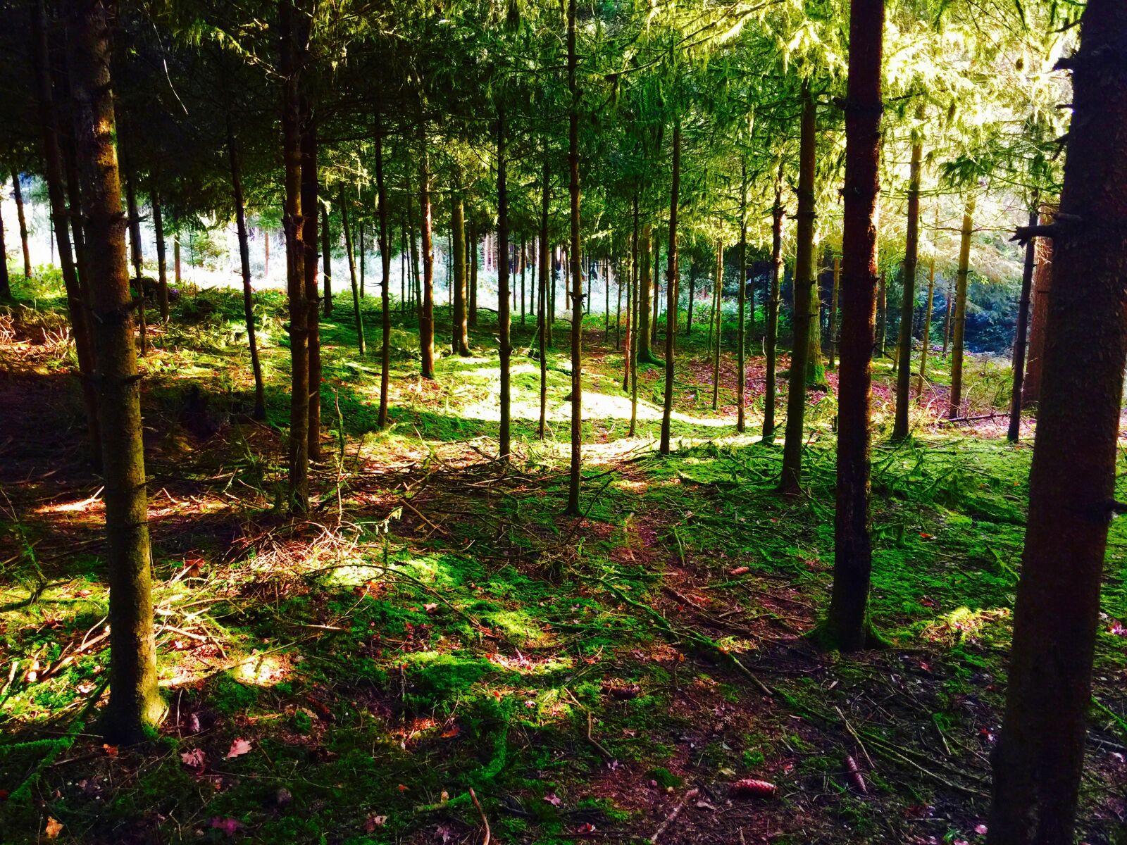 iPhone 6 Plus back camera 4.15mm f/2.2 sample photo