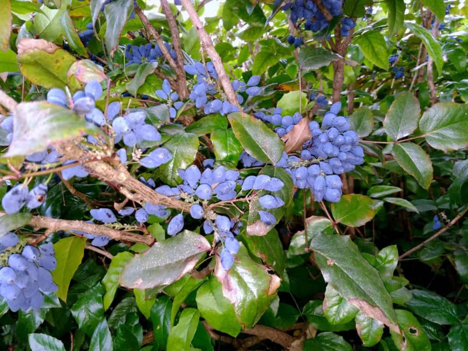 Lenovo S60-A sample photo. Shrub, flora, nature, tree photography