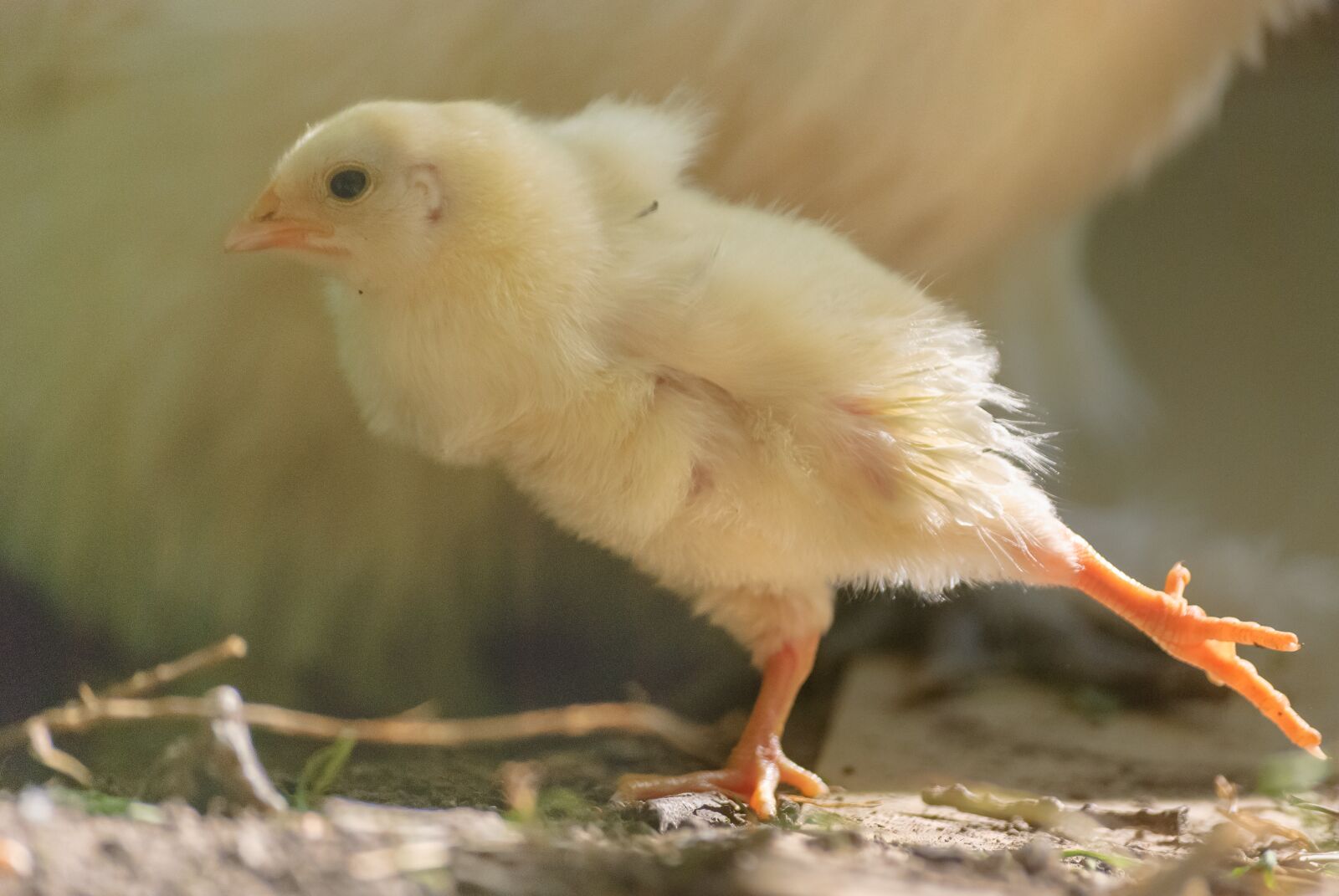 Nikon D80 sample photo. Chick, gallinacé, animal photography