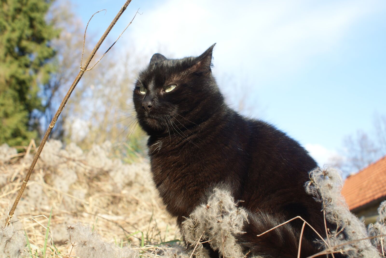 Sony Alpha DSLR-A200 sample photo. Cat, black, anger photography