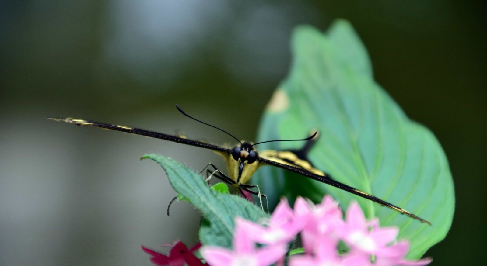 Nikon D3300 sample photo. Flower, insect, nature, leaf photography