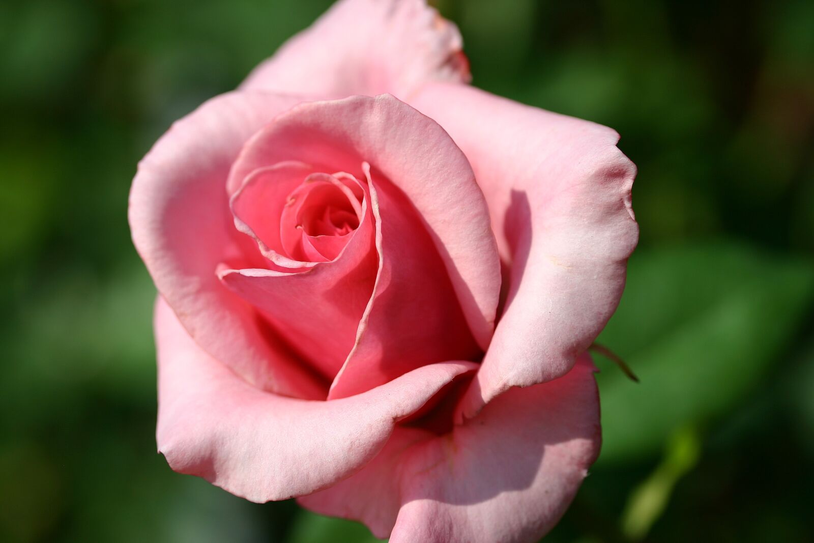 Canon EOS 300D (EOS Digital Rebel / EOS Kiss Digital) sample photo. Rose, close up, pink photography