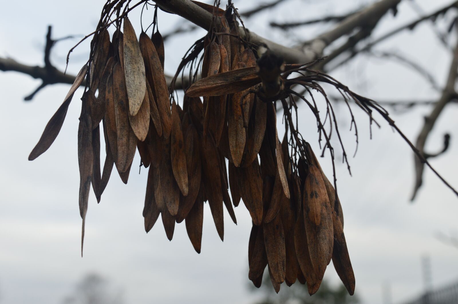 Nikon D3200 sample photo. Tree, leaves, forest photography