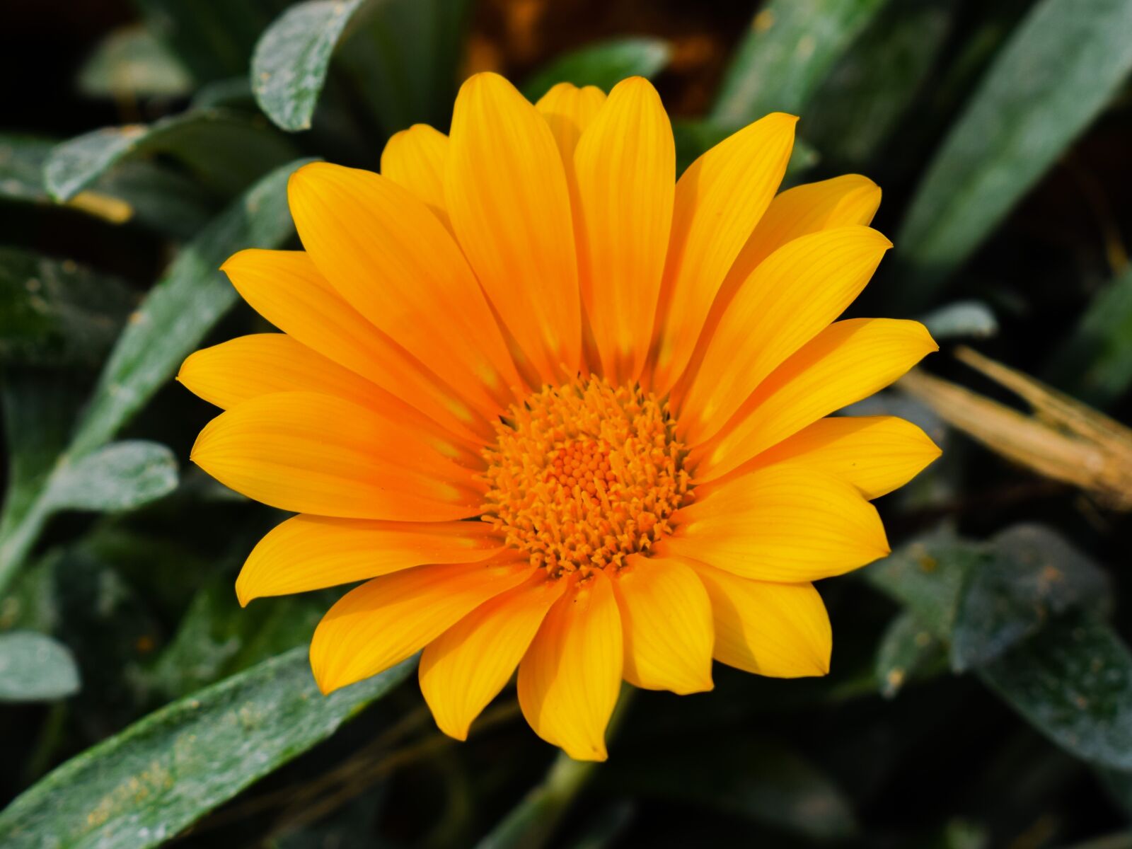 Nikon D3300 sample photo. Nature, flora, winter photography