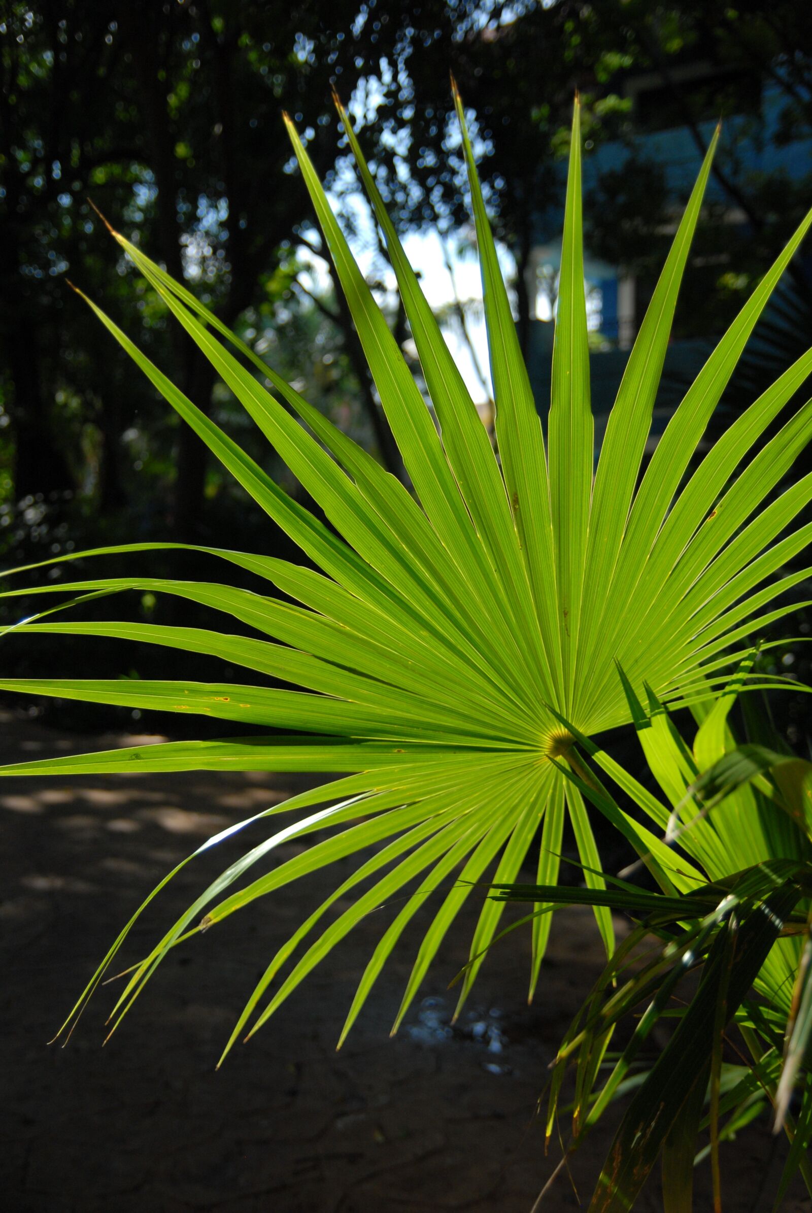 Nikon D200 sample photo. Mexico, vacations, cancun photography