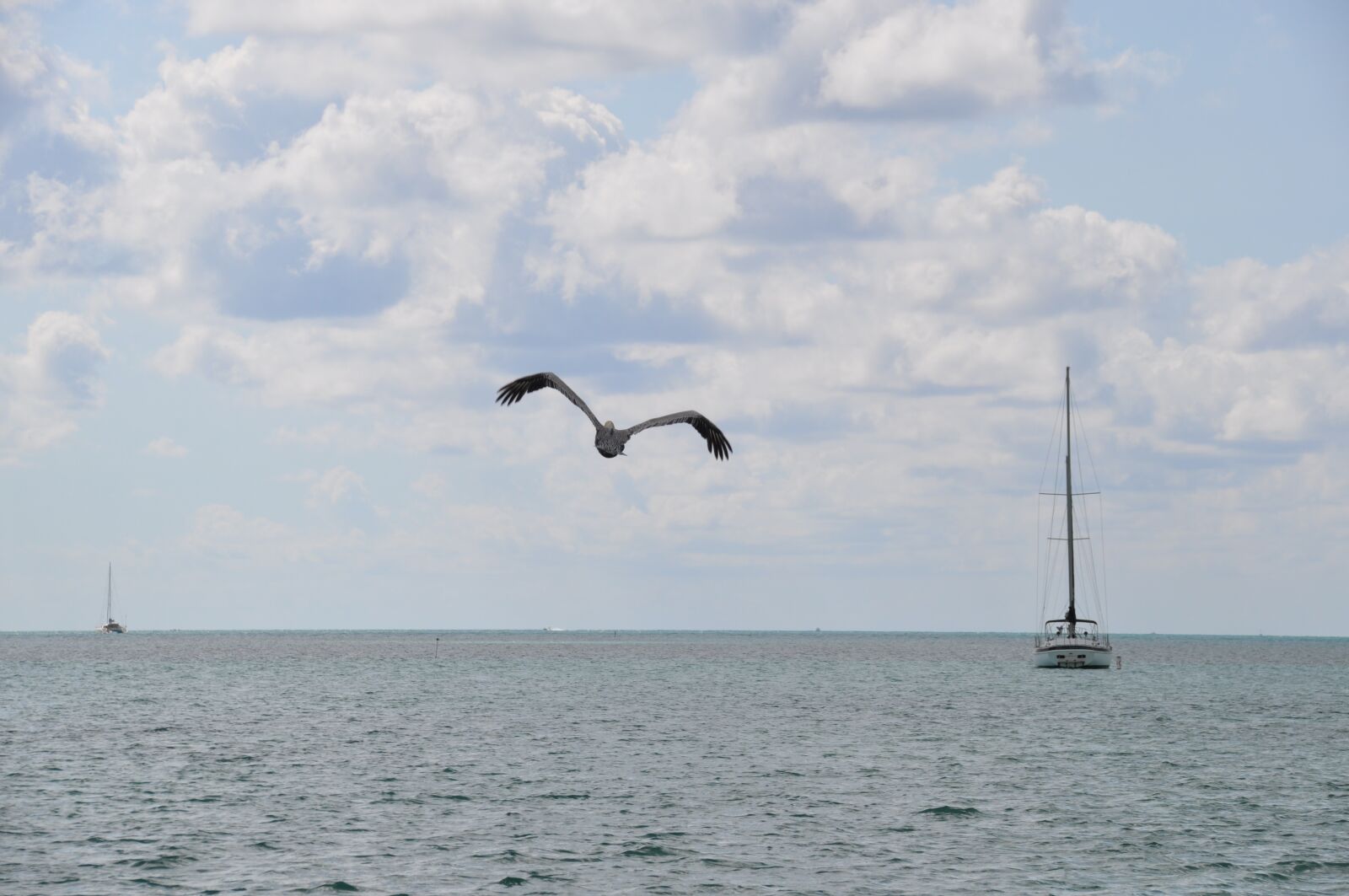 Nikon D5000 sample photo. Nature, pelican, boat photography