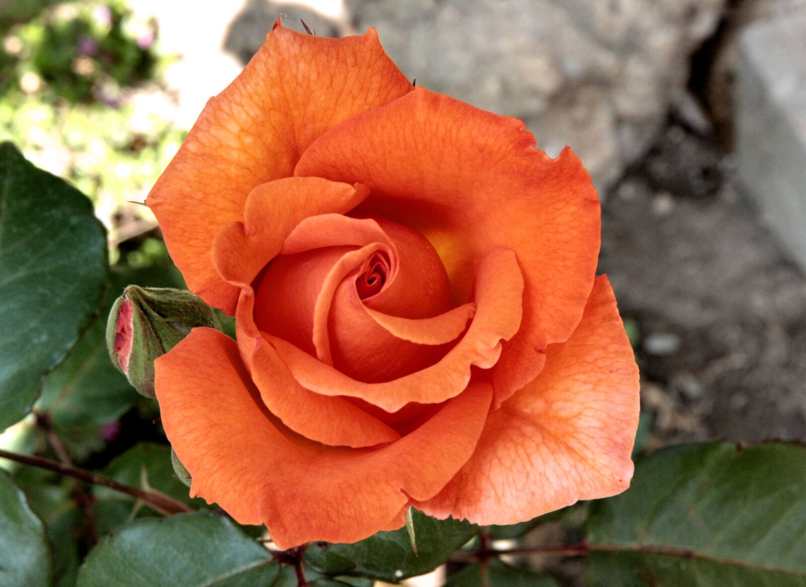 Canon EOS 550D (EOS Rebel T2i / EOS Kiss X4) sample photo. Rose, roses, orange roses photography