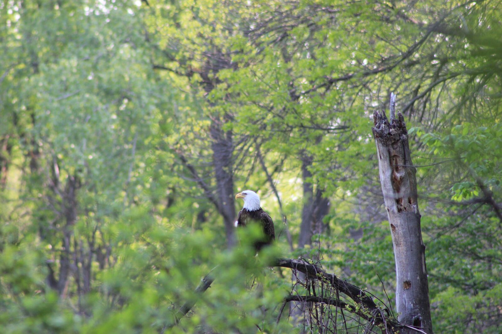 Canon EOS 550D (EOS Rebel T2i / EOS Kiss X4) sample photo. Nature, tree, wood photography